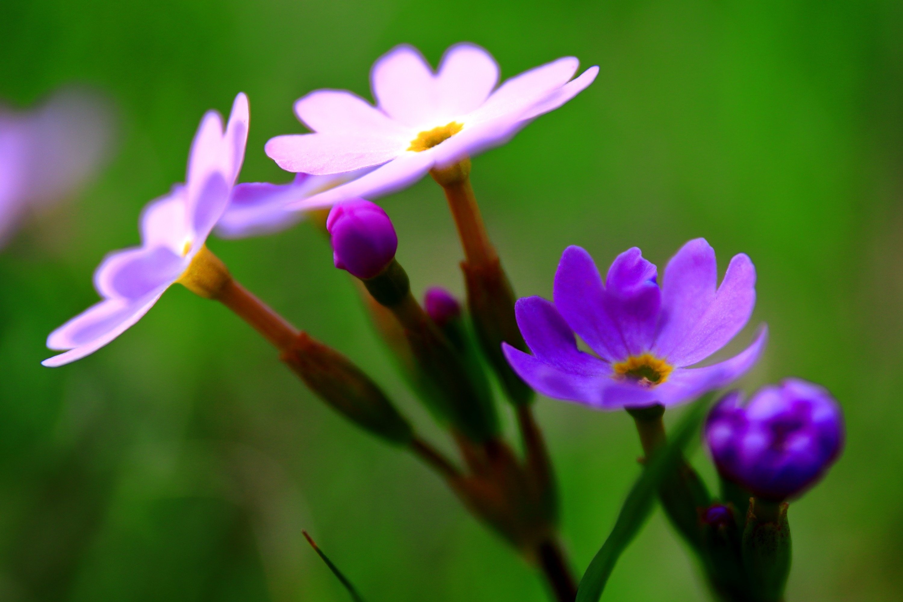 报春花