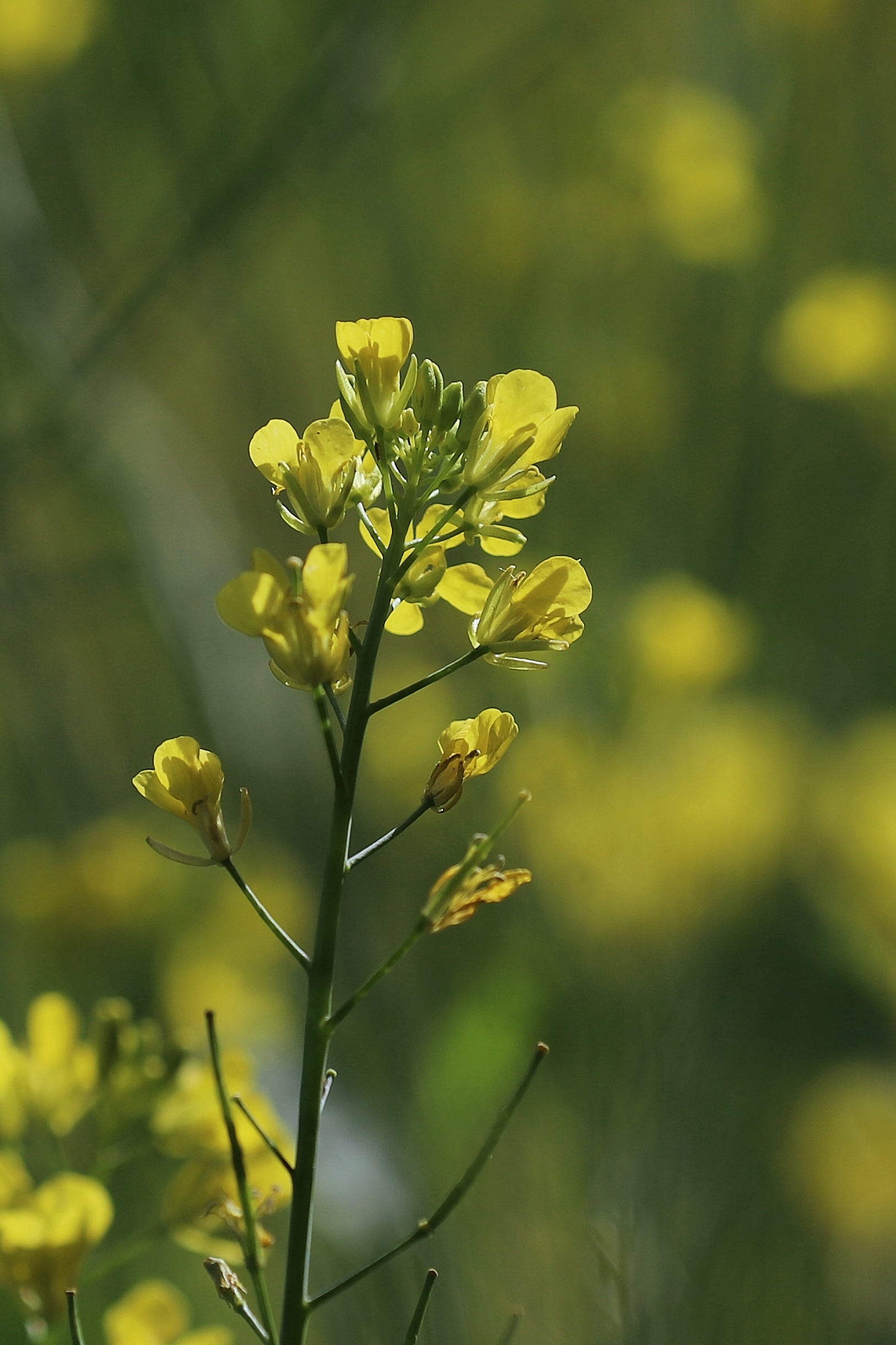 【首发】野油菜花