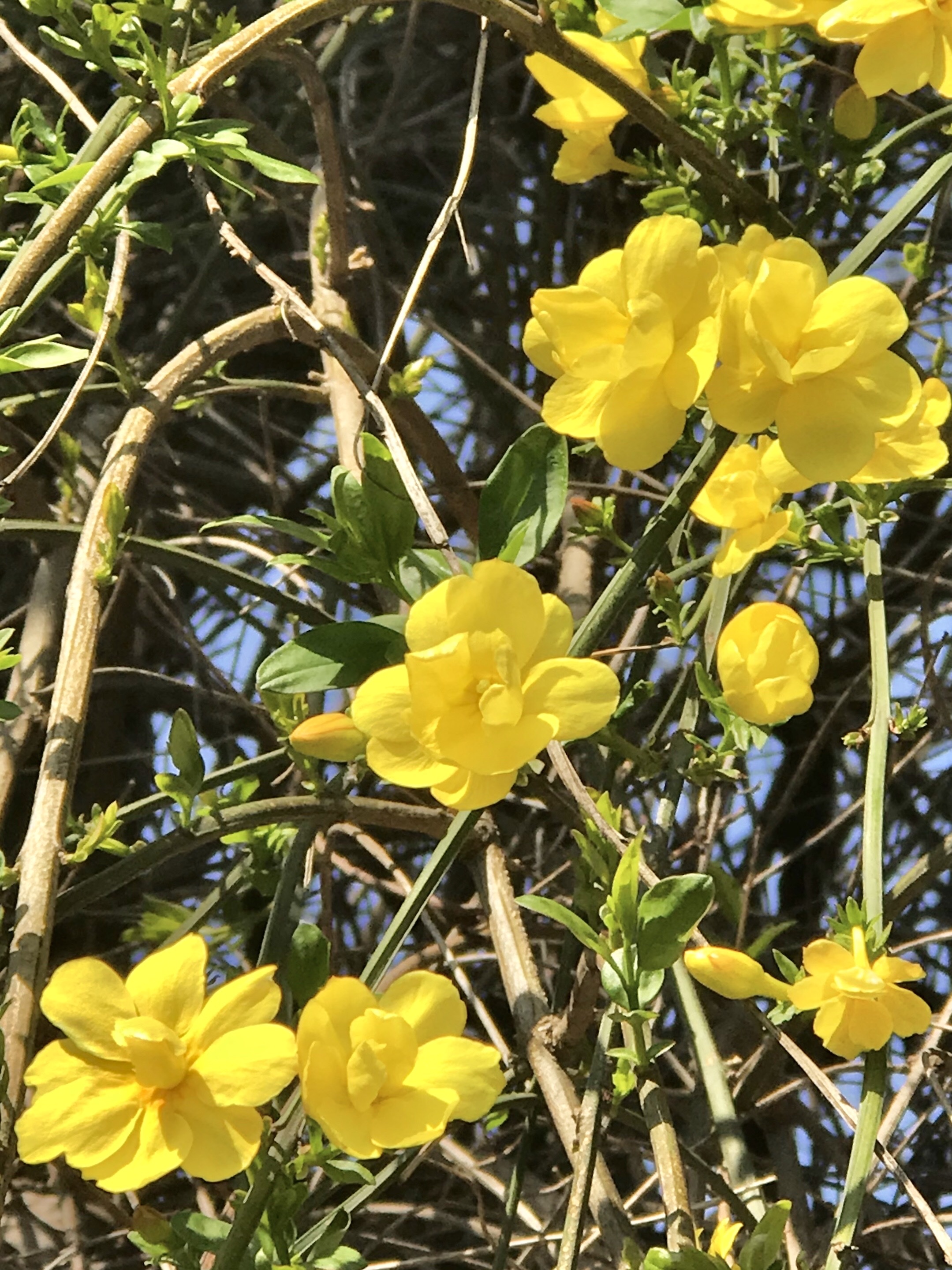 楼下那堵迎春花墙上,原来那些羞羞答答的花骨朵,大多落落大方地露出了