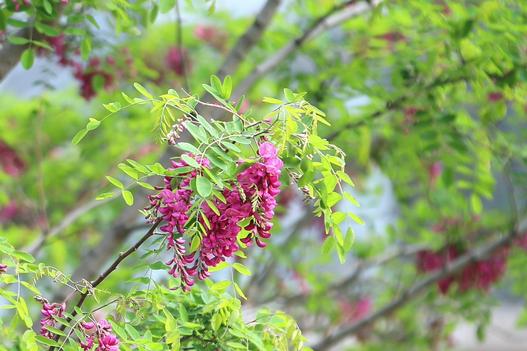 【百花园】红花刺槐花