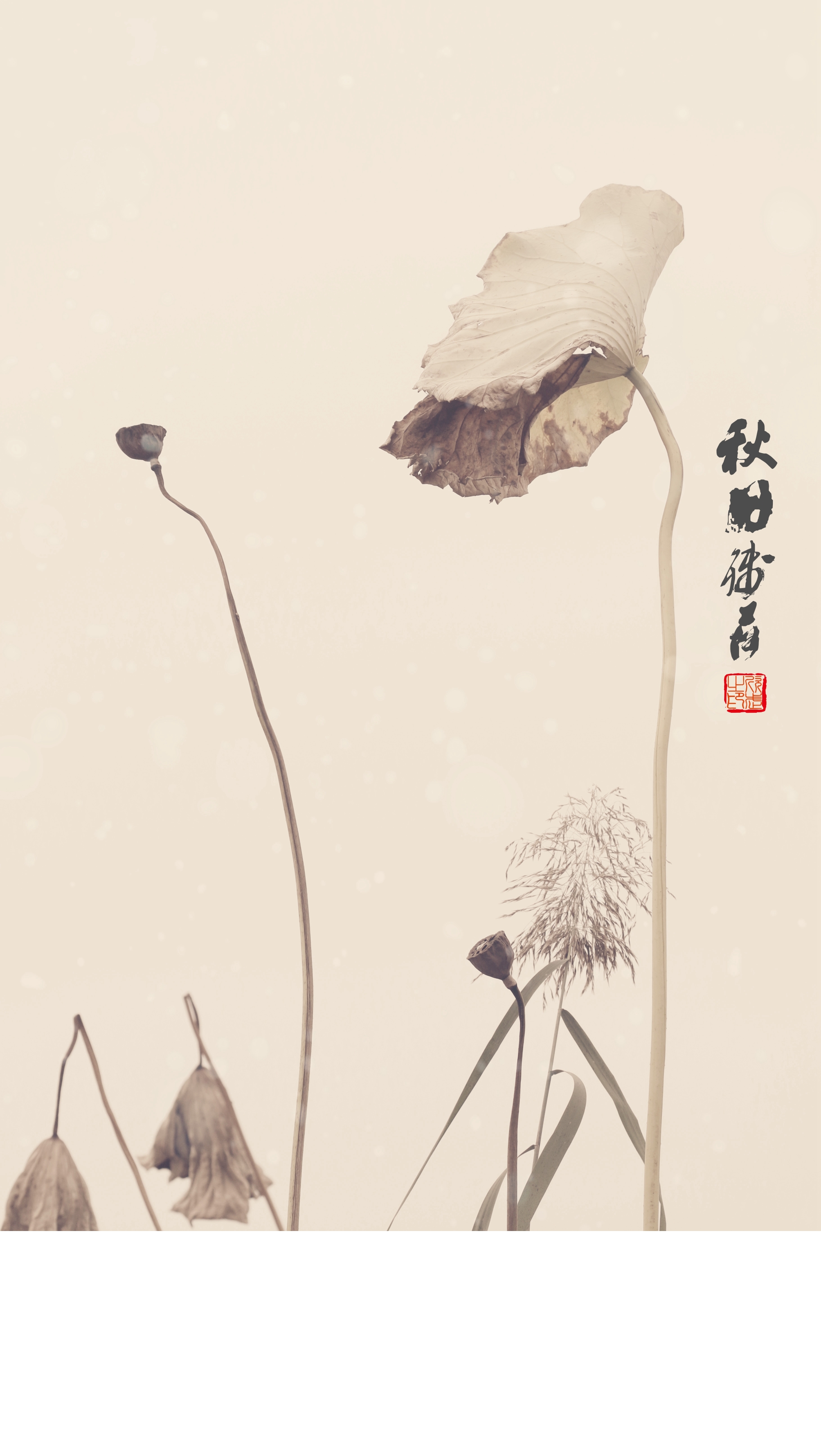 残荷之美(画意摄影)