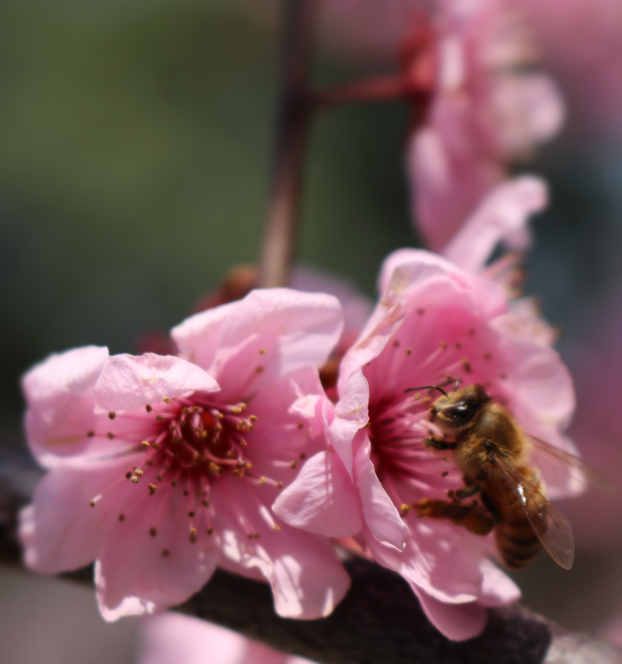 公园一隅之梅花