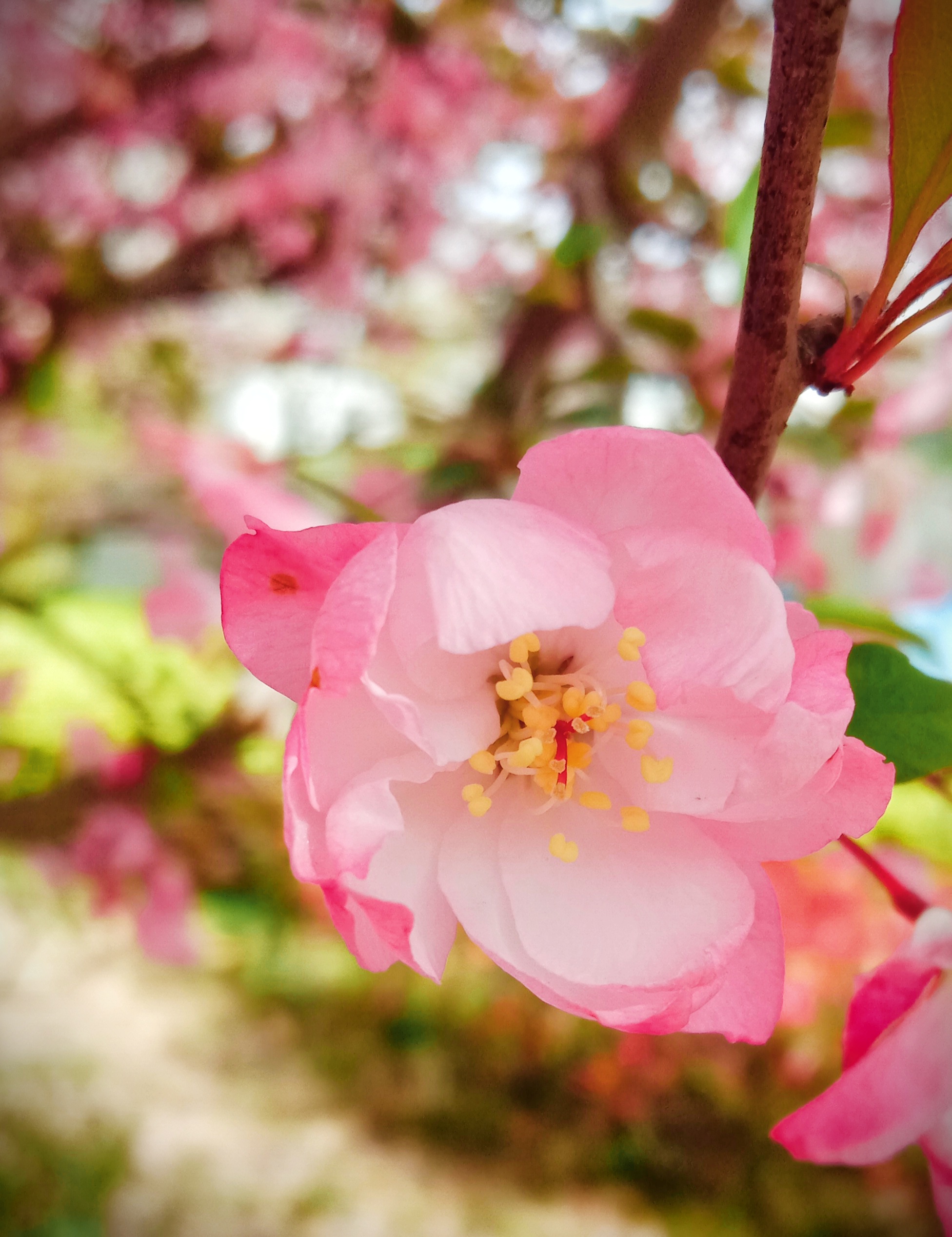 海棠花