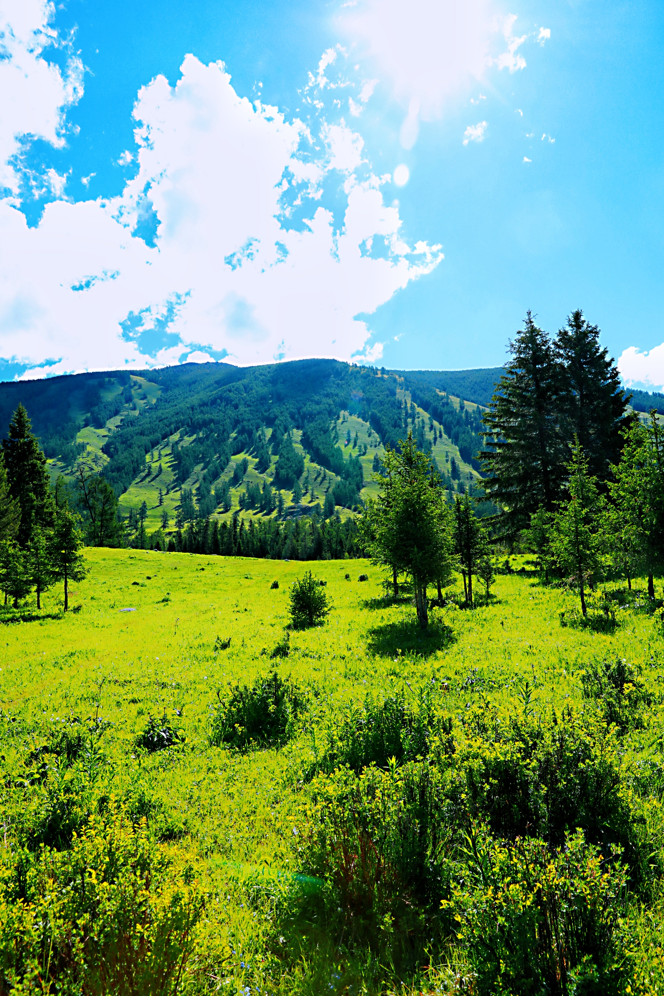 喀纳斯风景