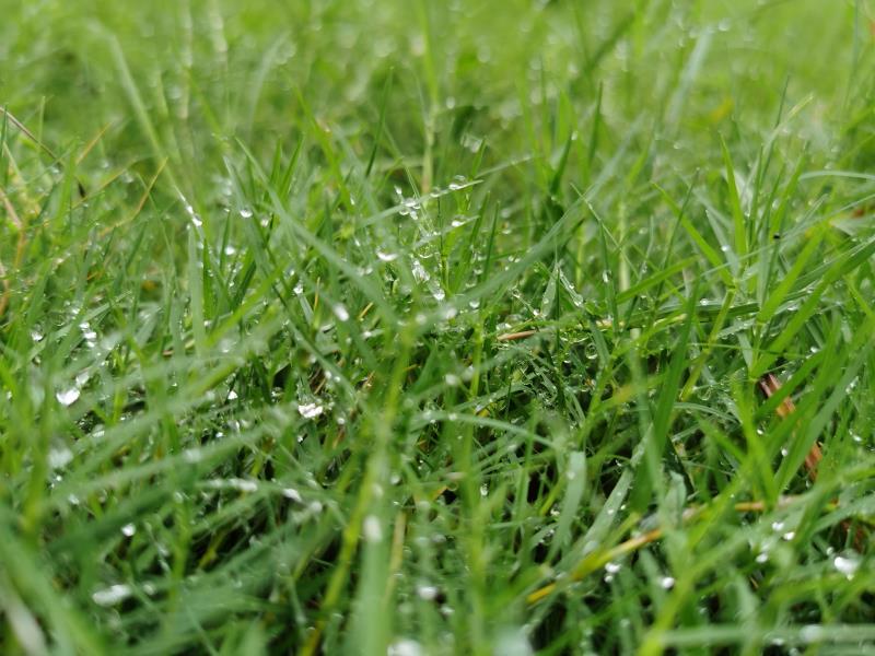 秋雨后小草依旧翠绿