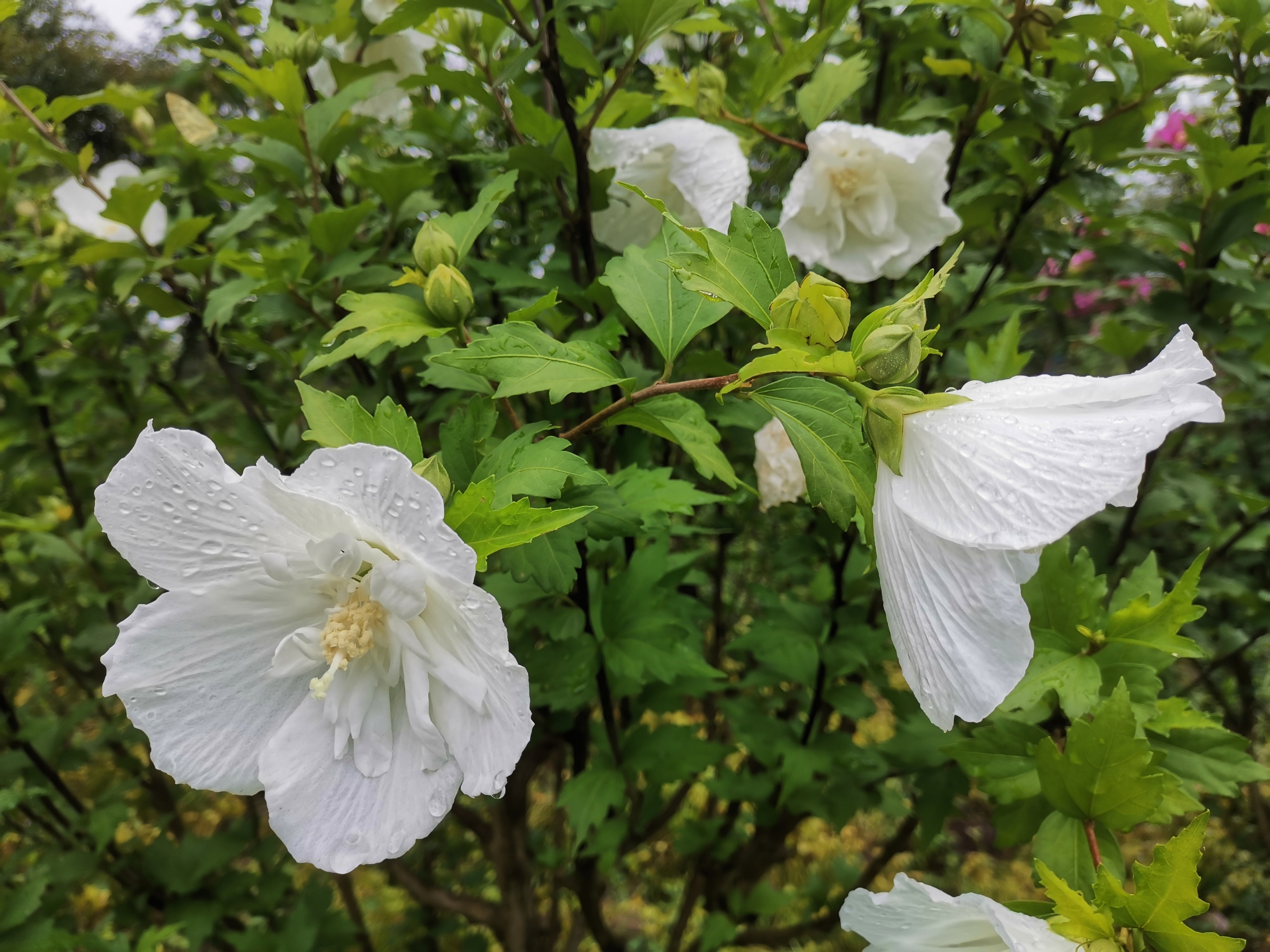 白木槿花首发