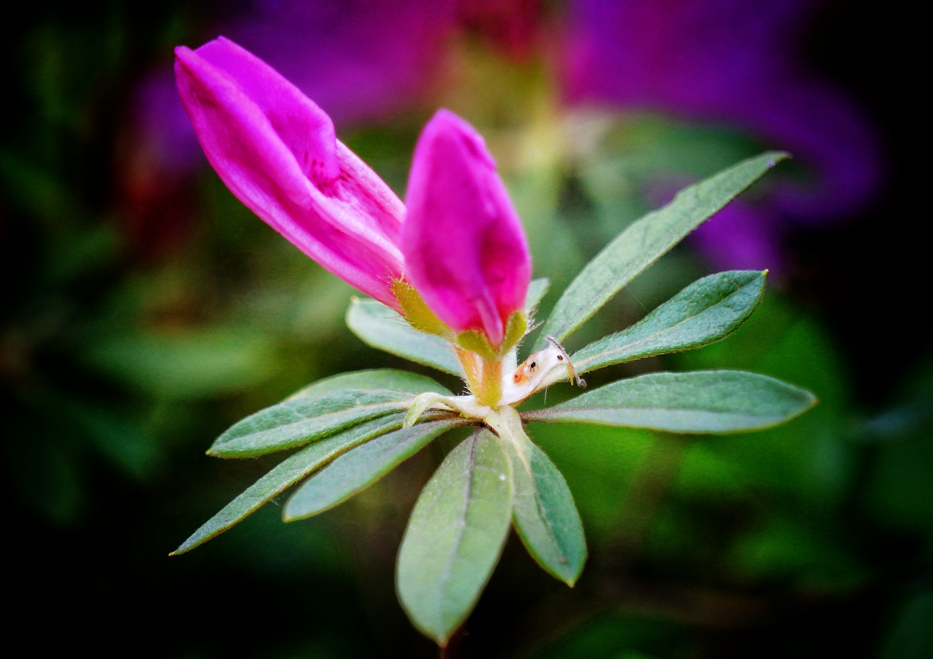 随拍杜鹃花的花苞【首发】