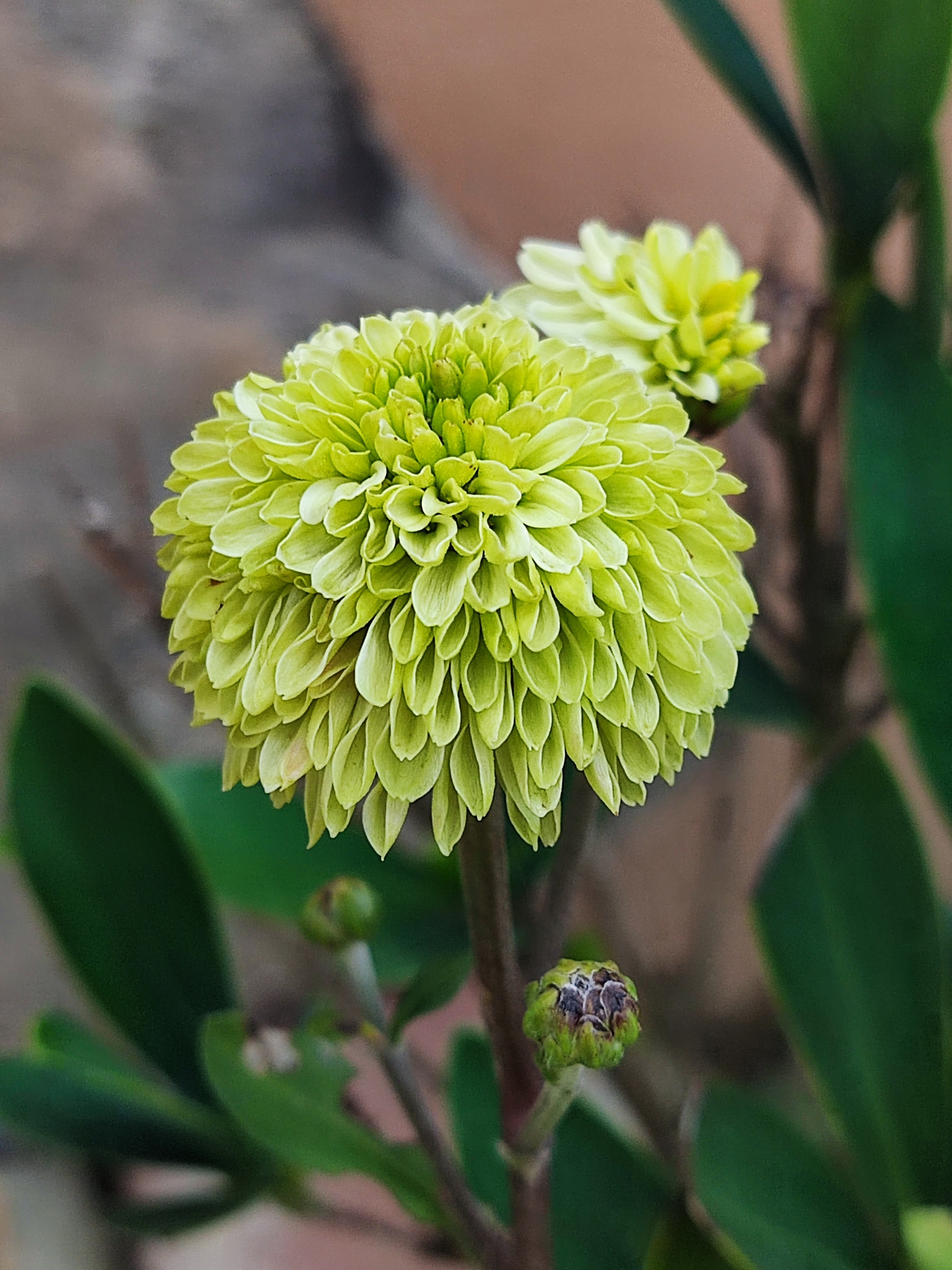 按栽培形式分为多头菊,独本菊,大丽菊,悬崖菊,艺菊,案头菊等栽培类型