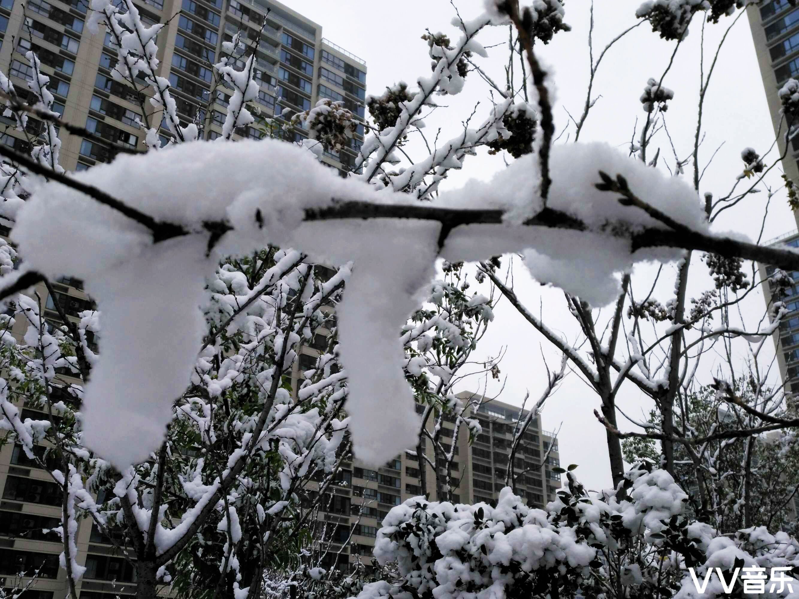 雪龙卧枝