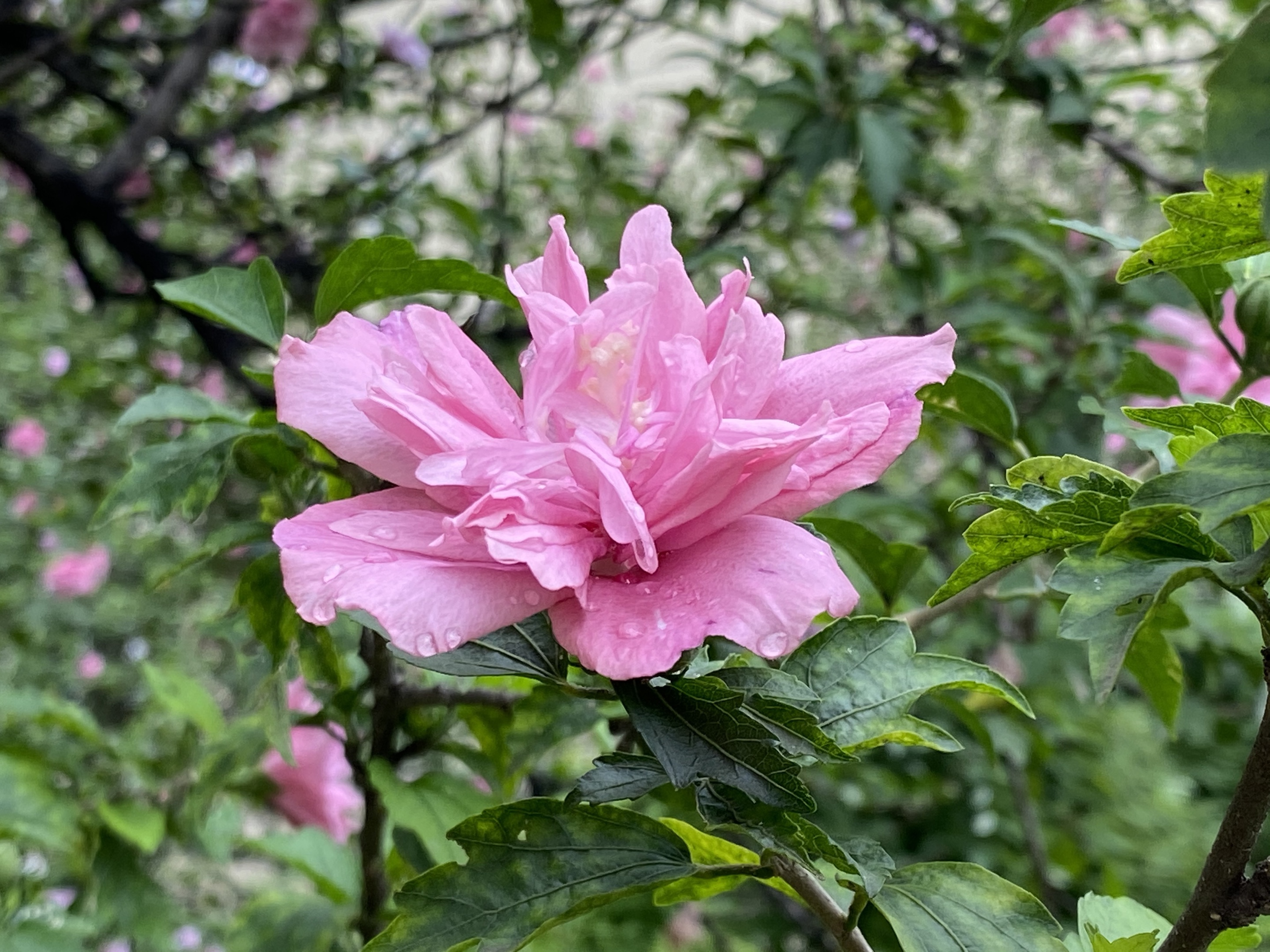 木槿花属落叶灌木或小乔木,高3-5米,多分枝,叶三角形或菱状卵形,有时