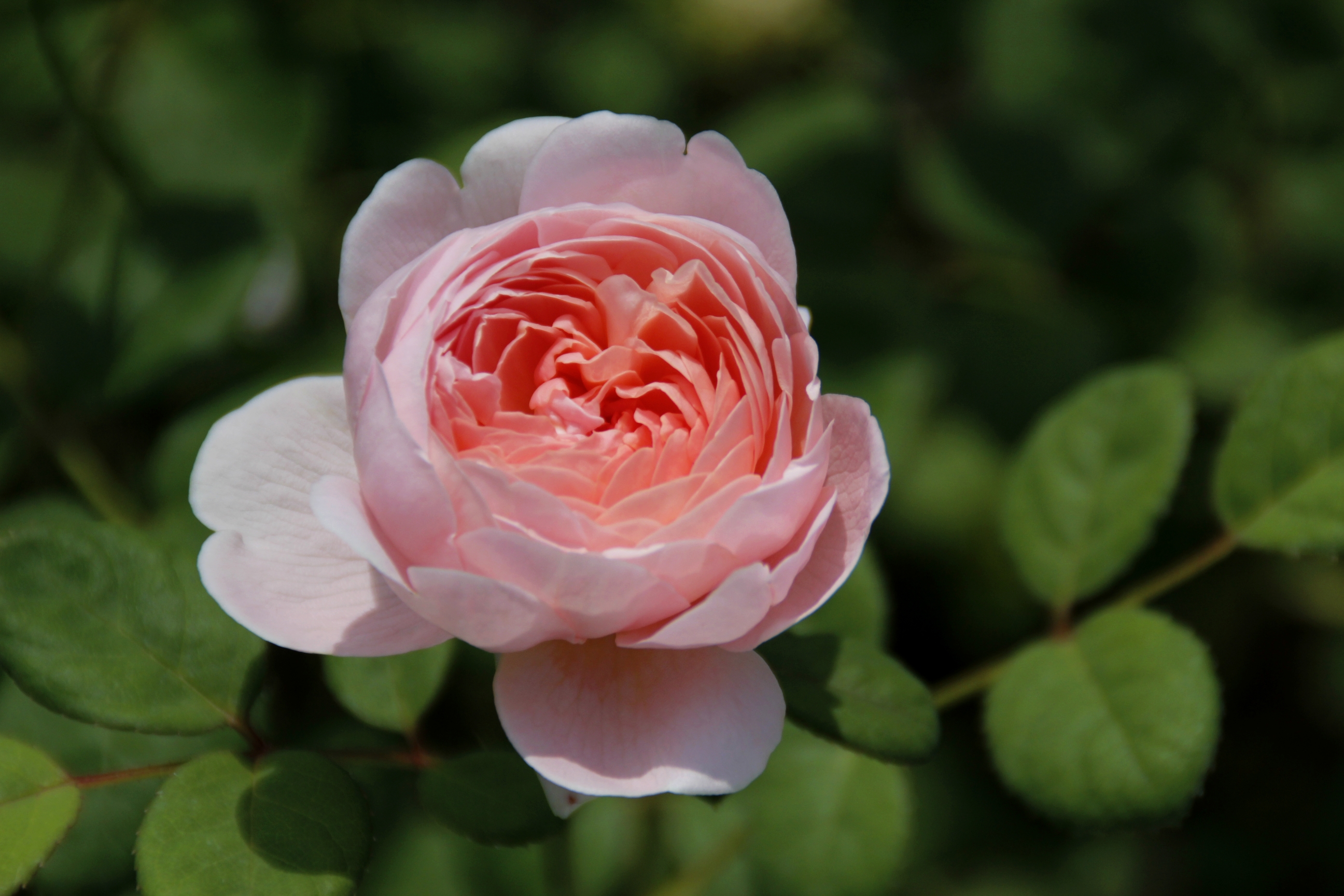 【首发】白粉色月季花⑤