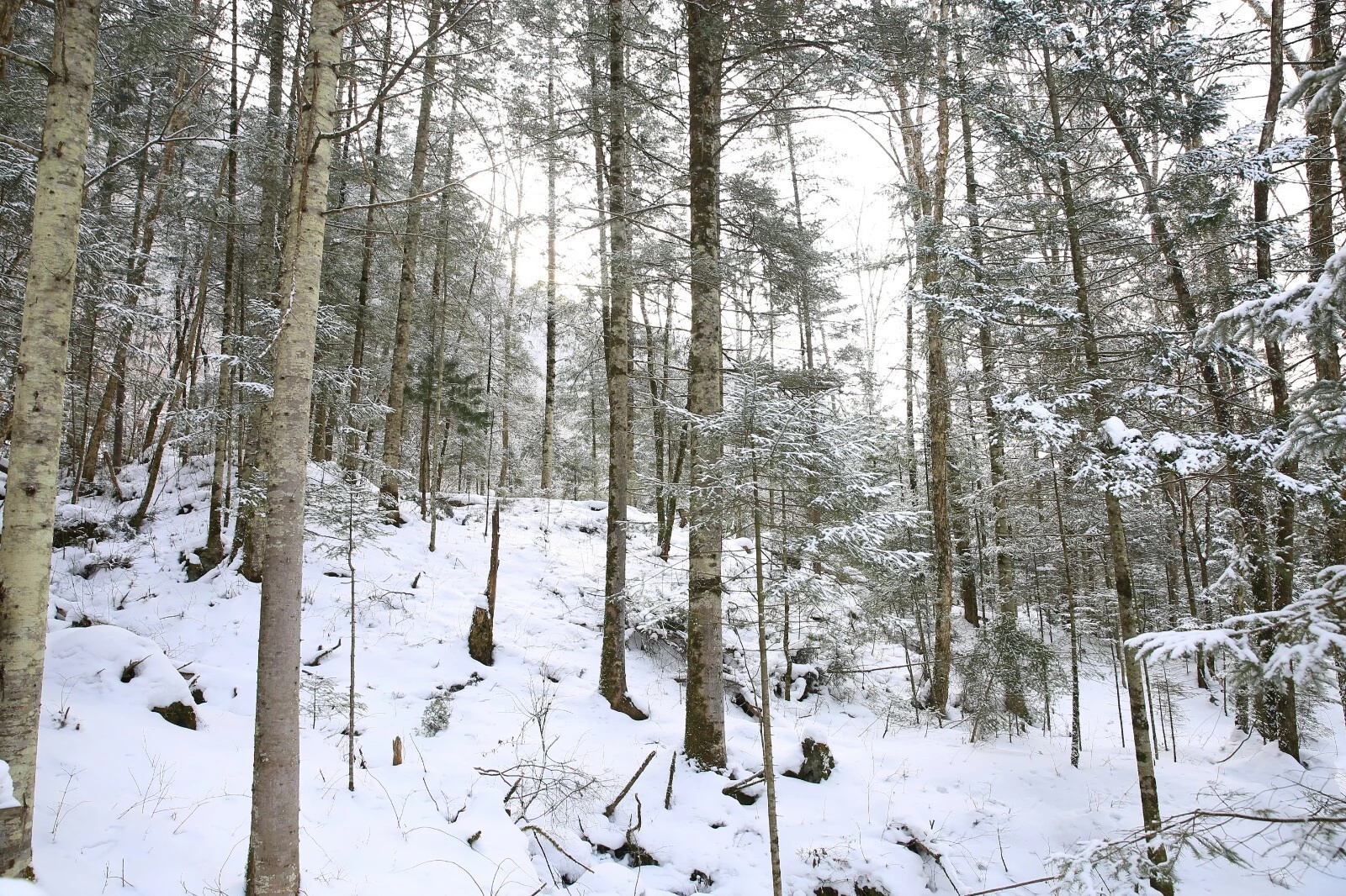 林海雪原