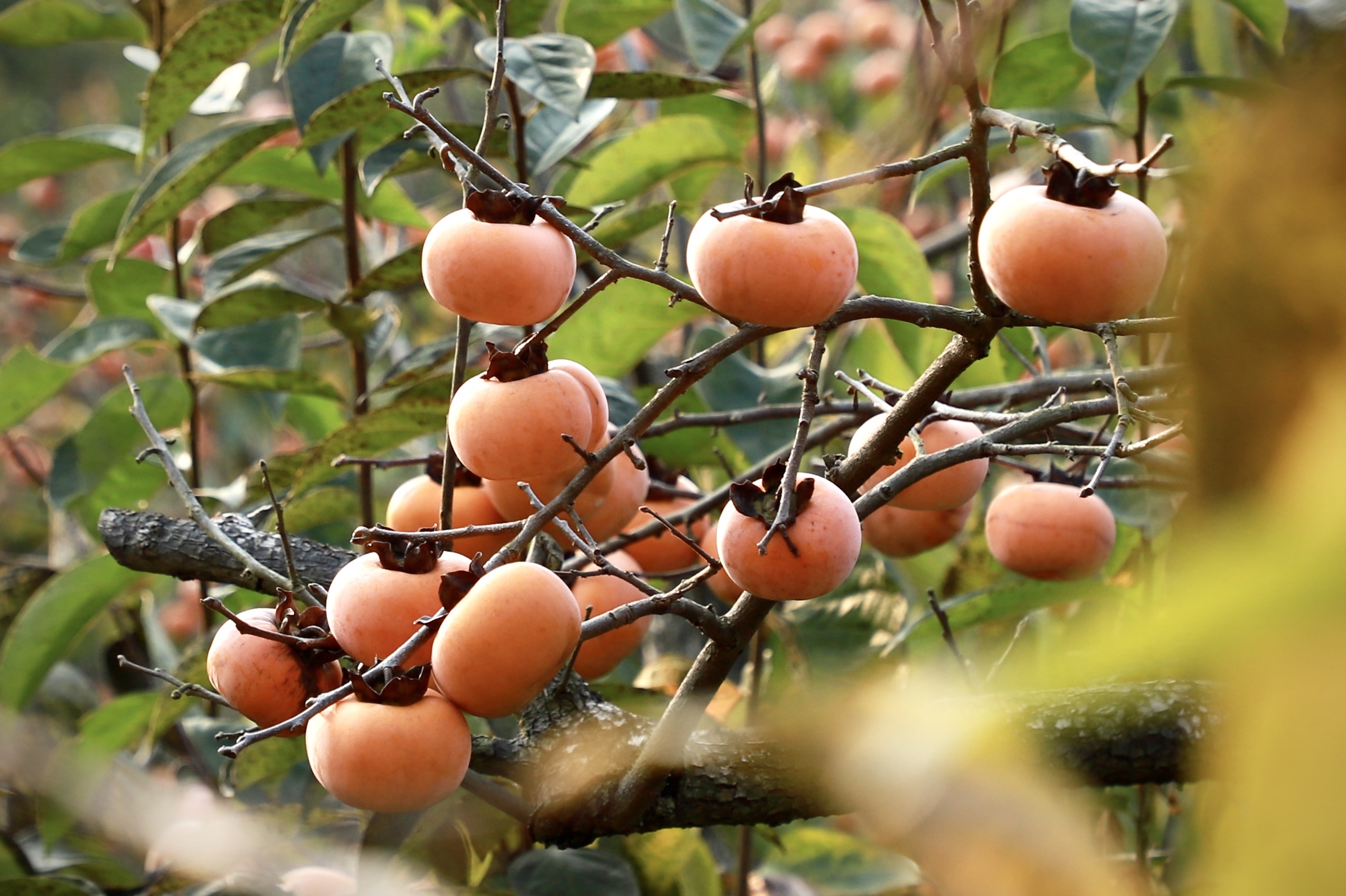 橙色果树摄影图片-橙色果树摄影作品-千库网