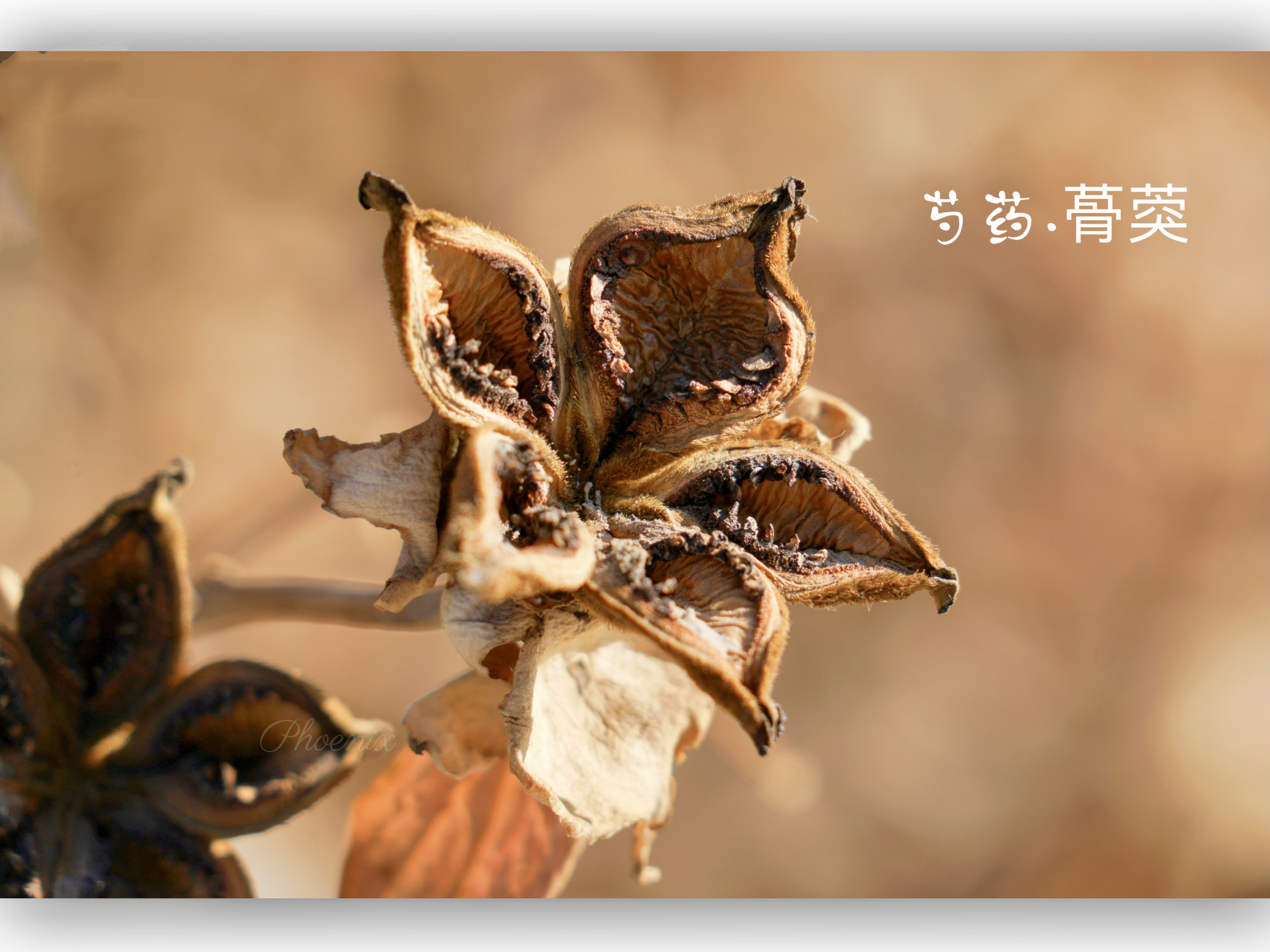 十二月 冬已深 芍药果实裂开木质五瓣 黑色种子慢慢洒落 蓇葖渐渐变