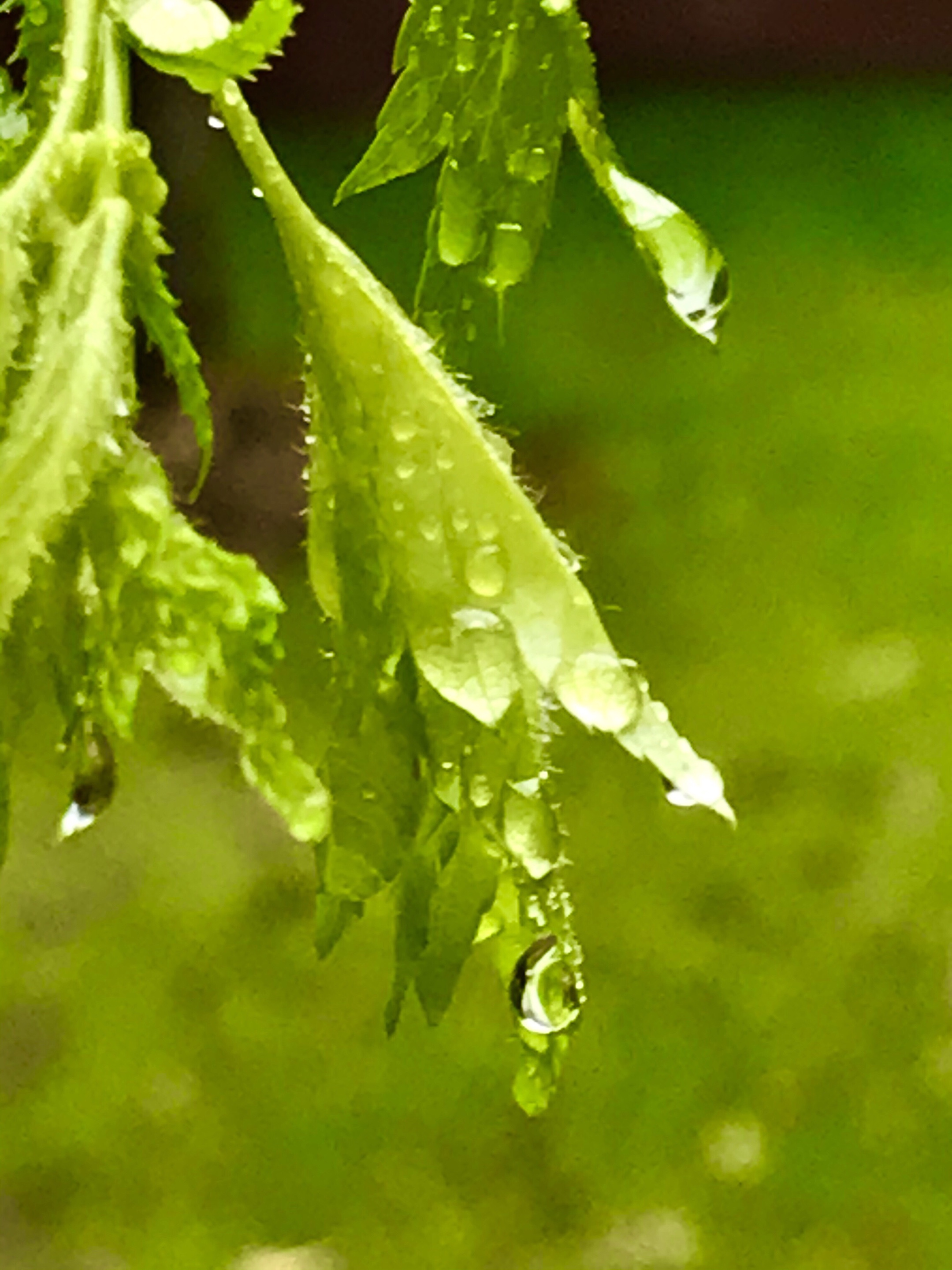 三月里的小雨首发