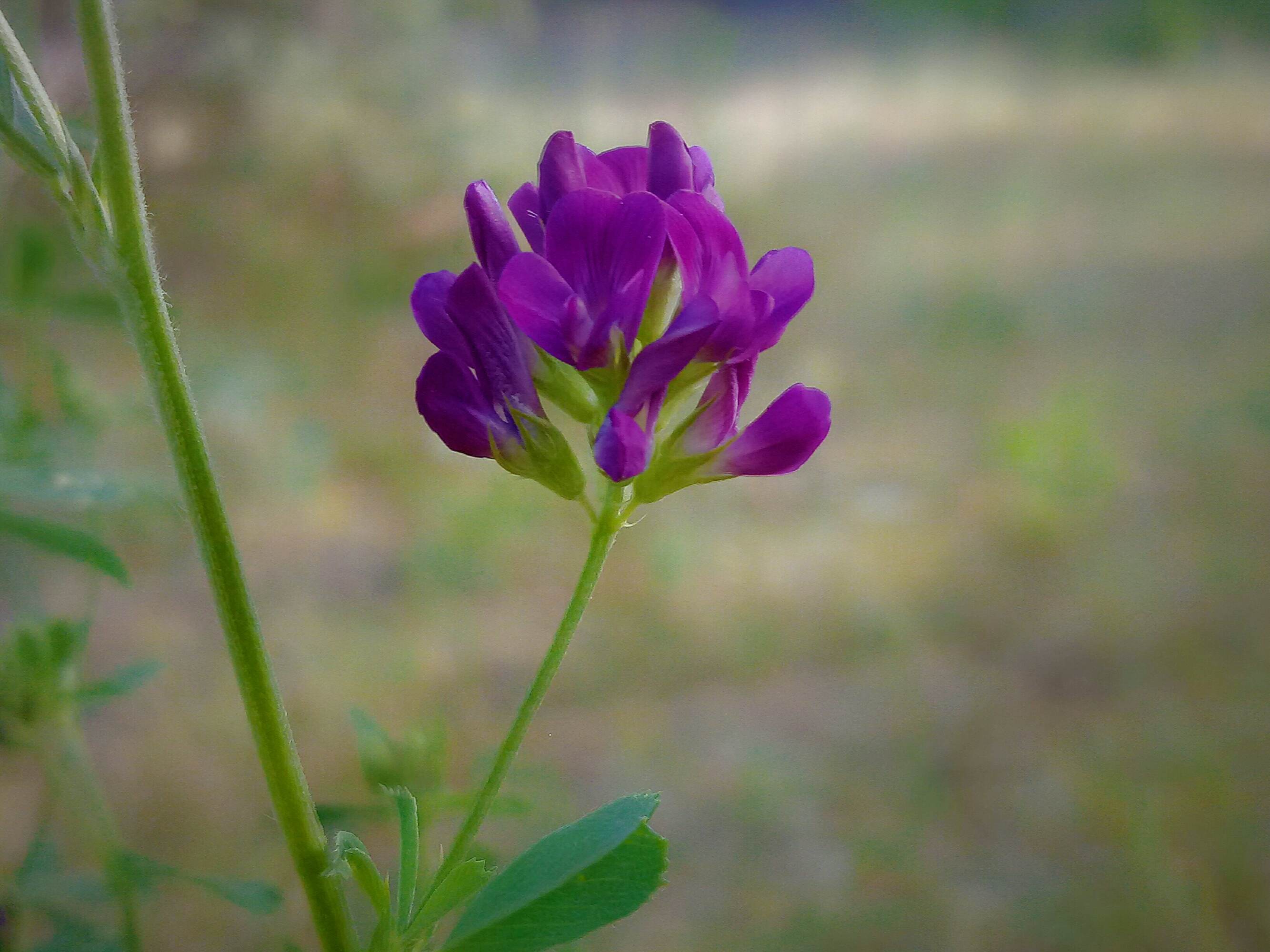 苜蓿花花语:誓言 花箴言:恋爱,恋爱.