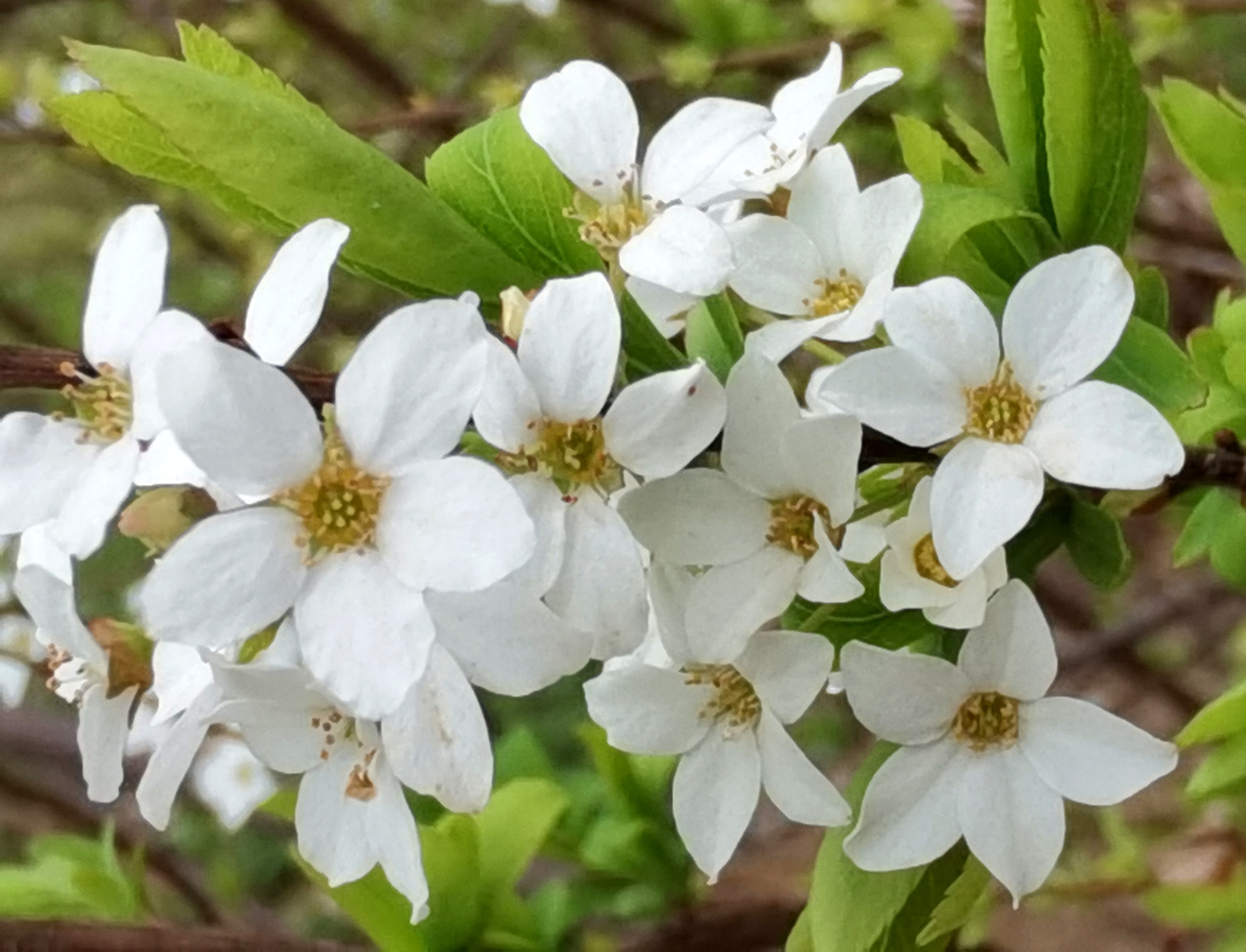 首发这个小白花叫什么来着望告知