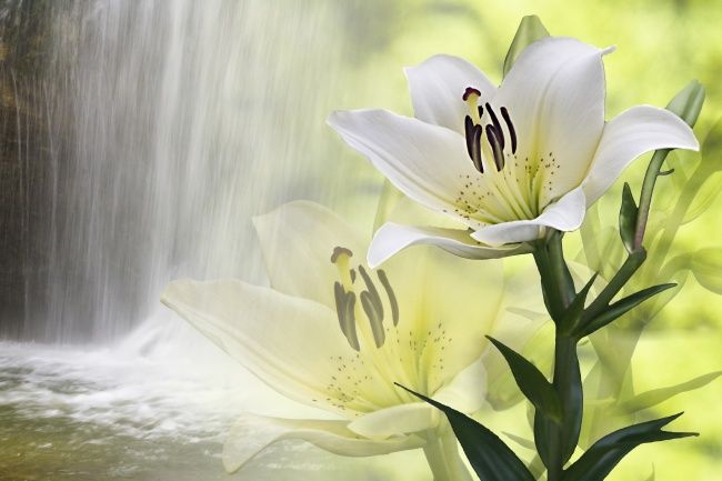 最美百合花