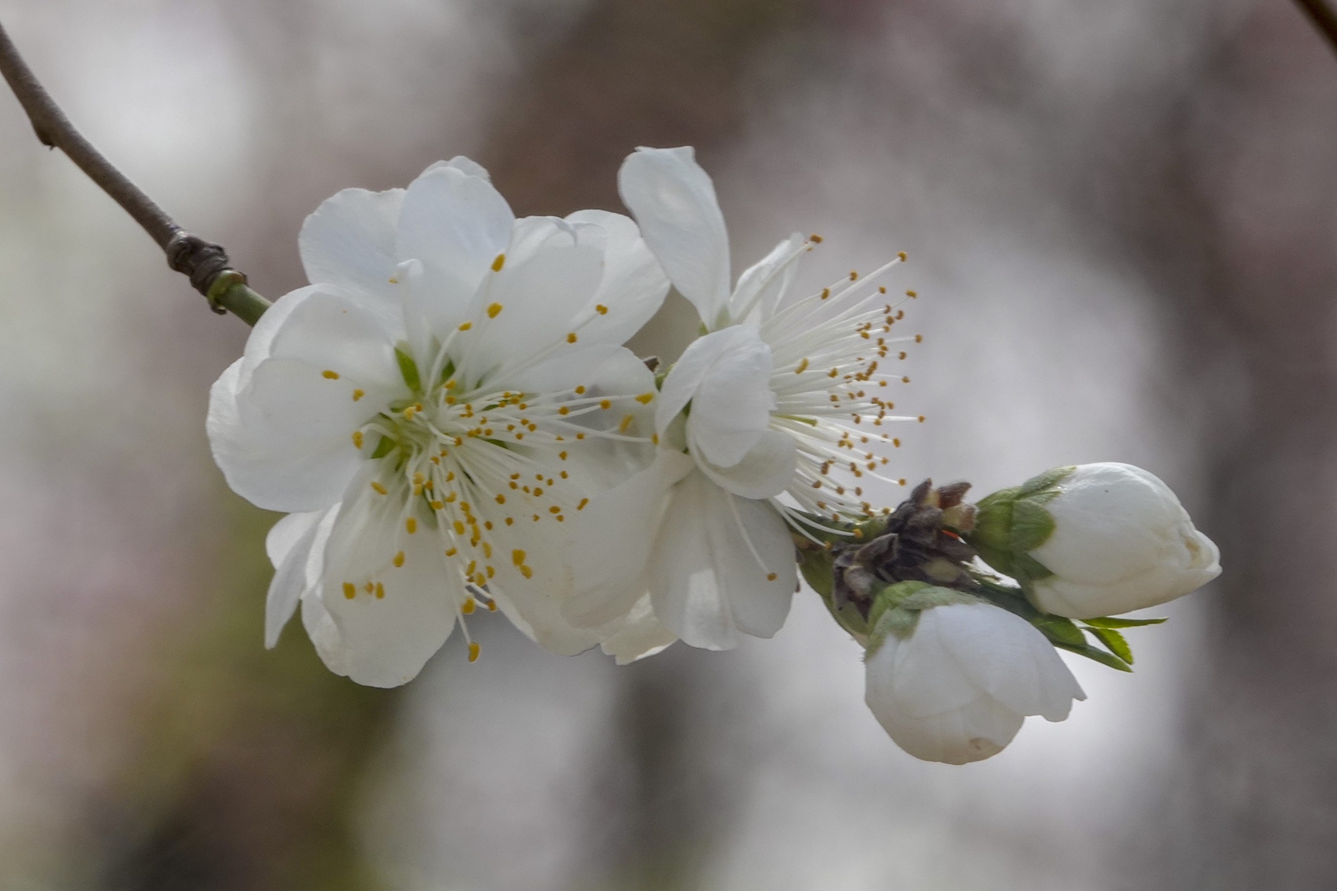 【首发】白花山碧桃