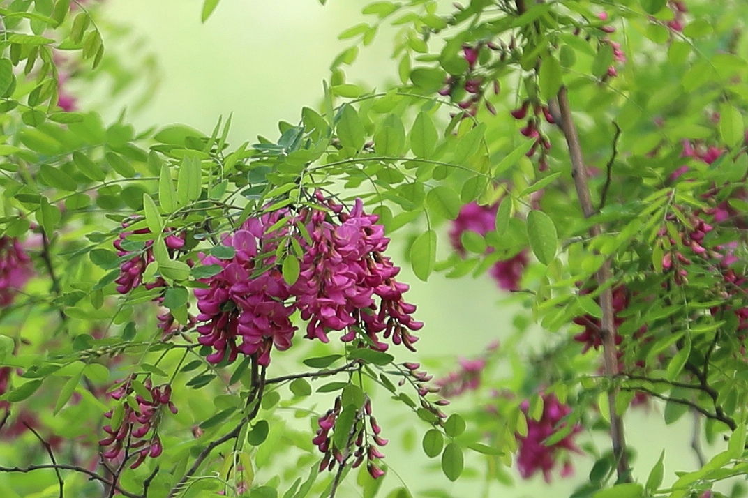 【百花园】红花刺槐花