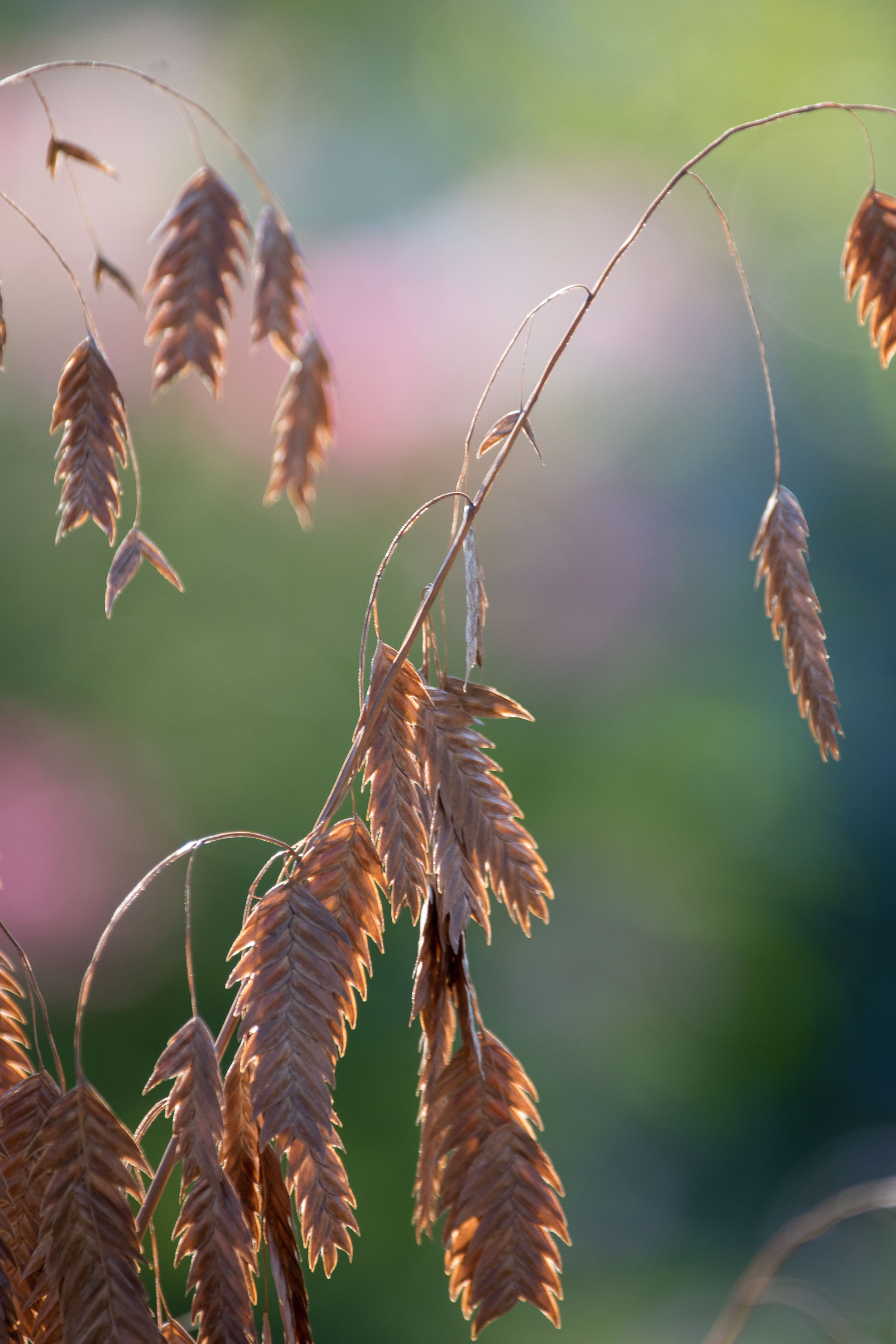 小盼草花语:充满期盼.