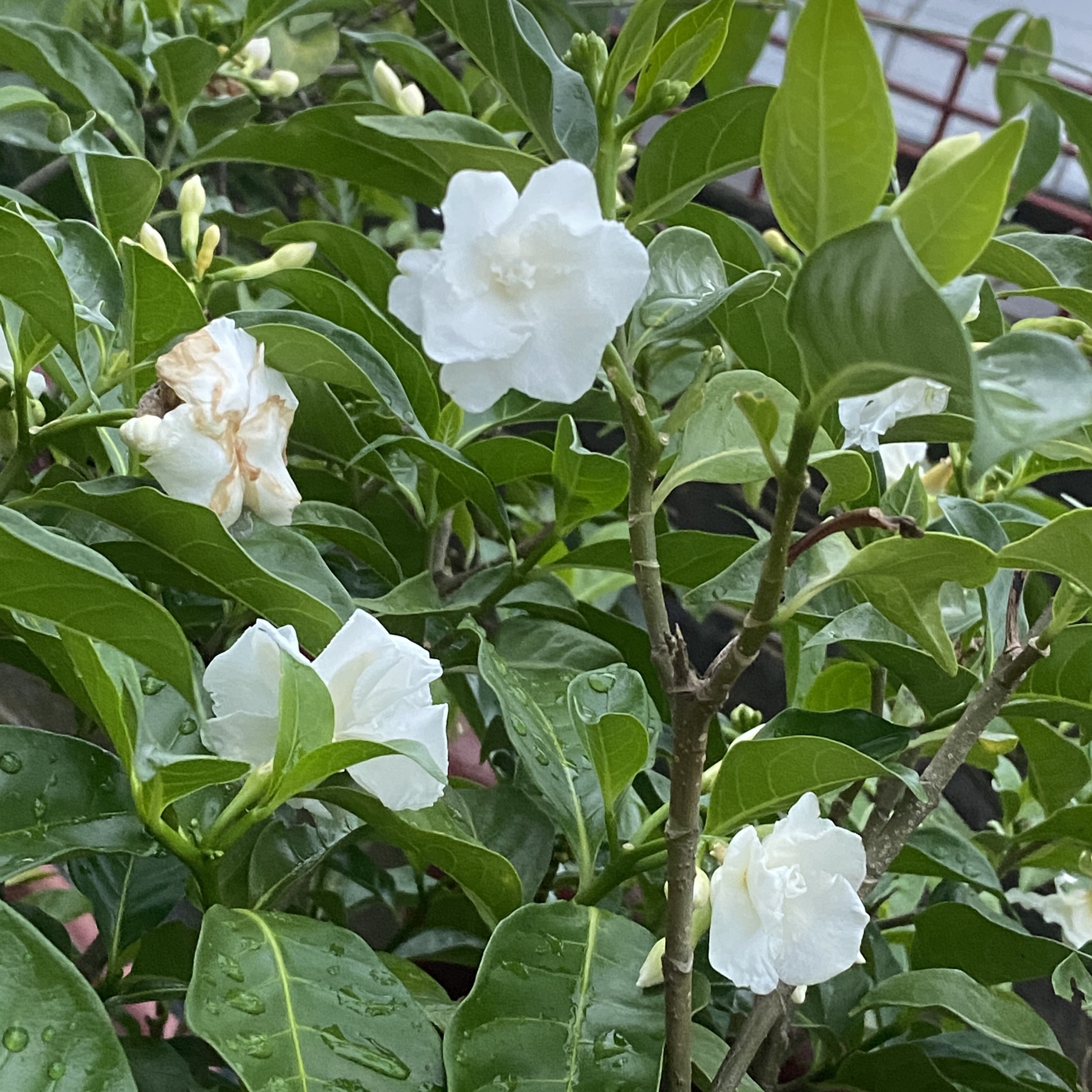 白蟾花