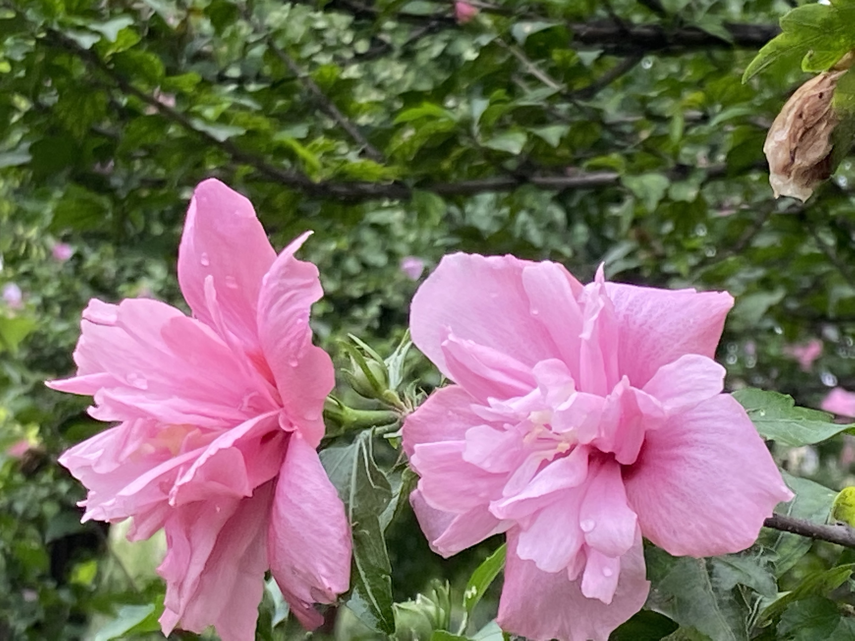 木槿花