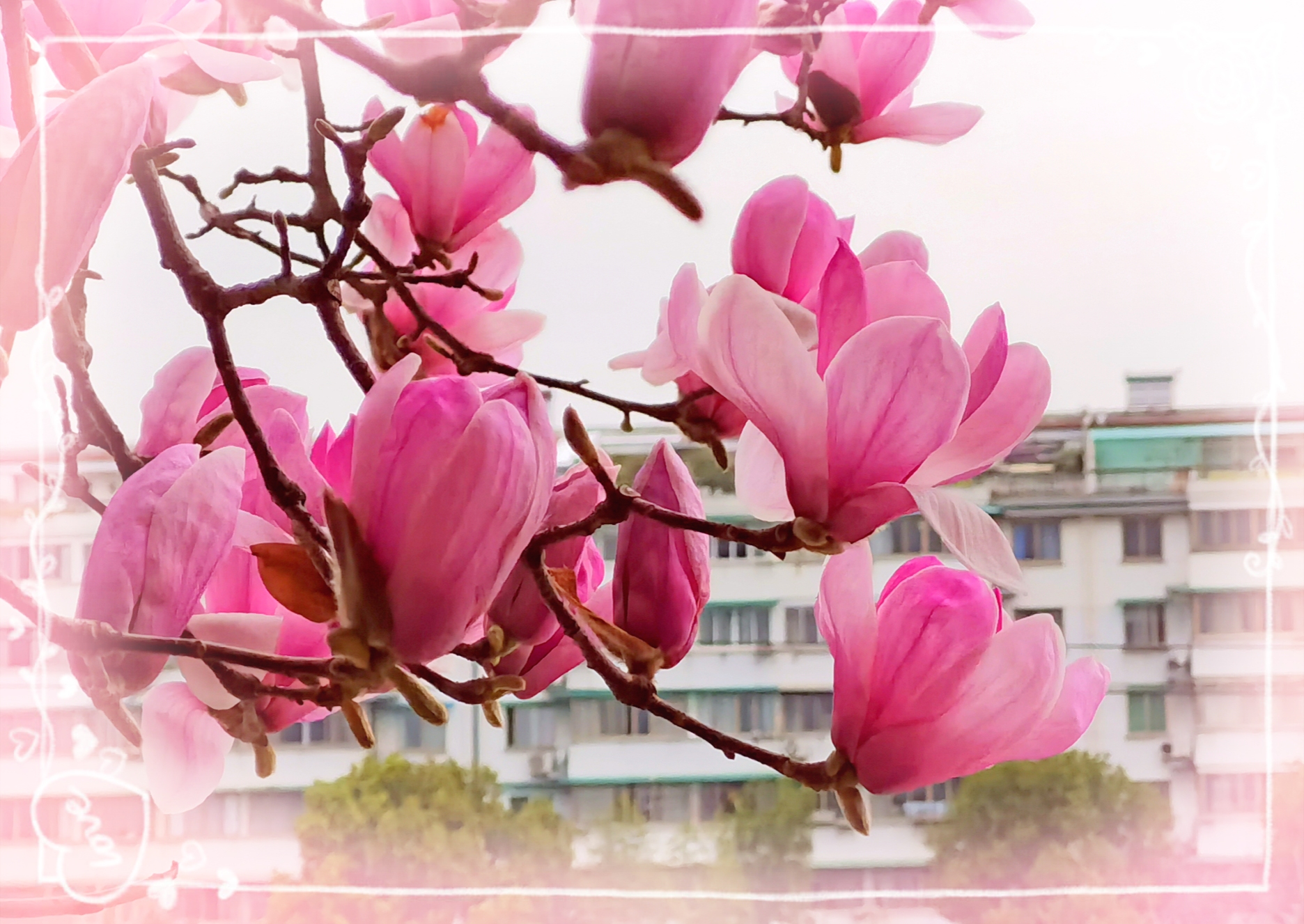 《粉红色的玉兰花》手机版