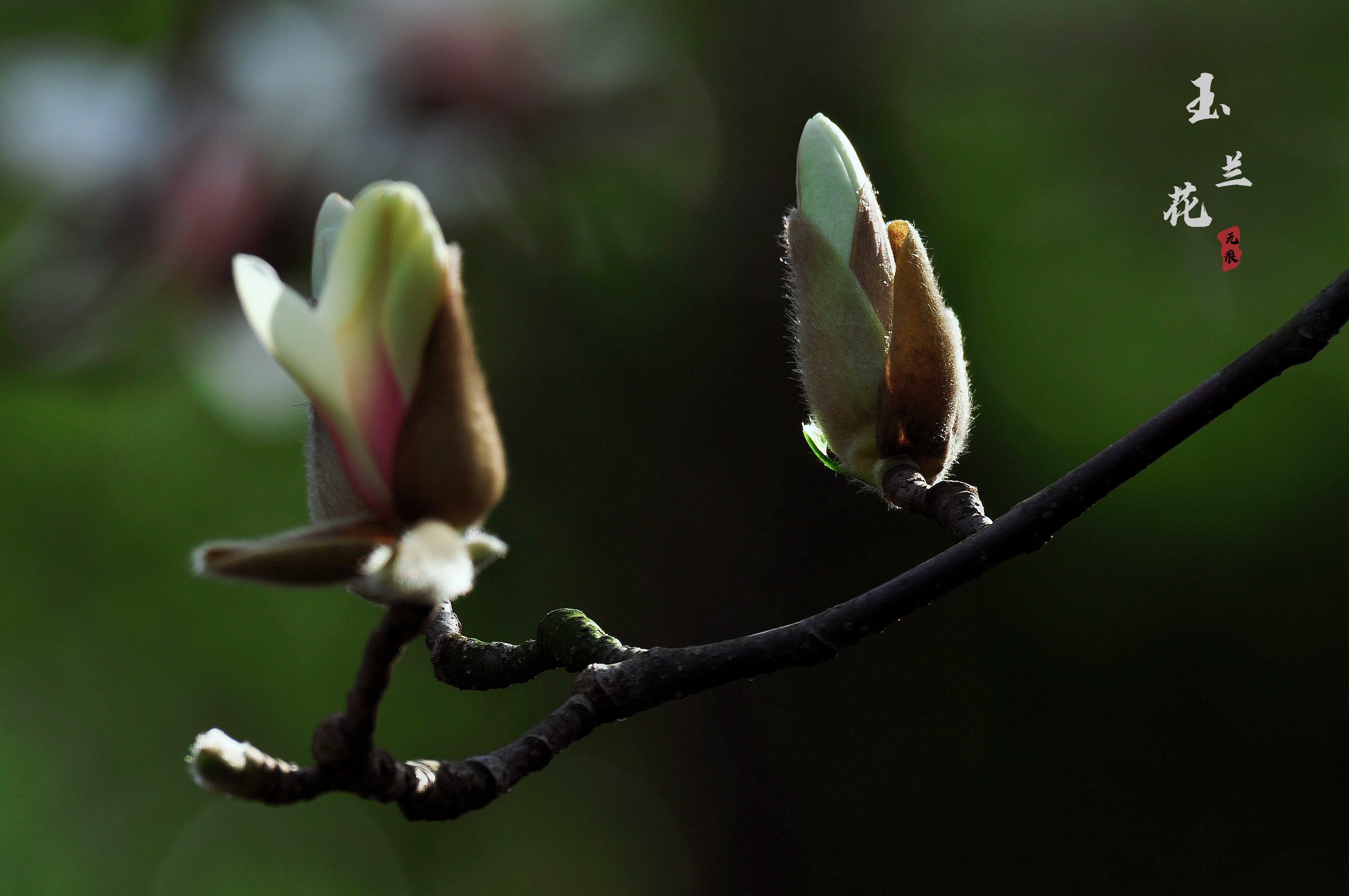 玉兰花
