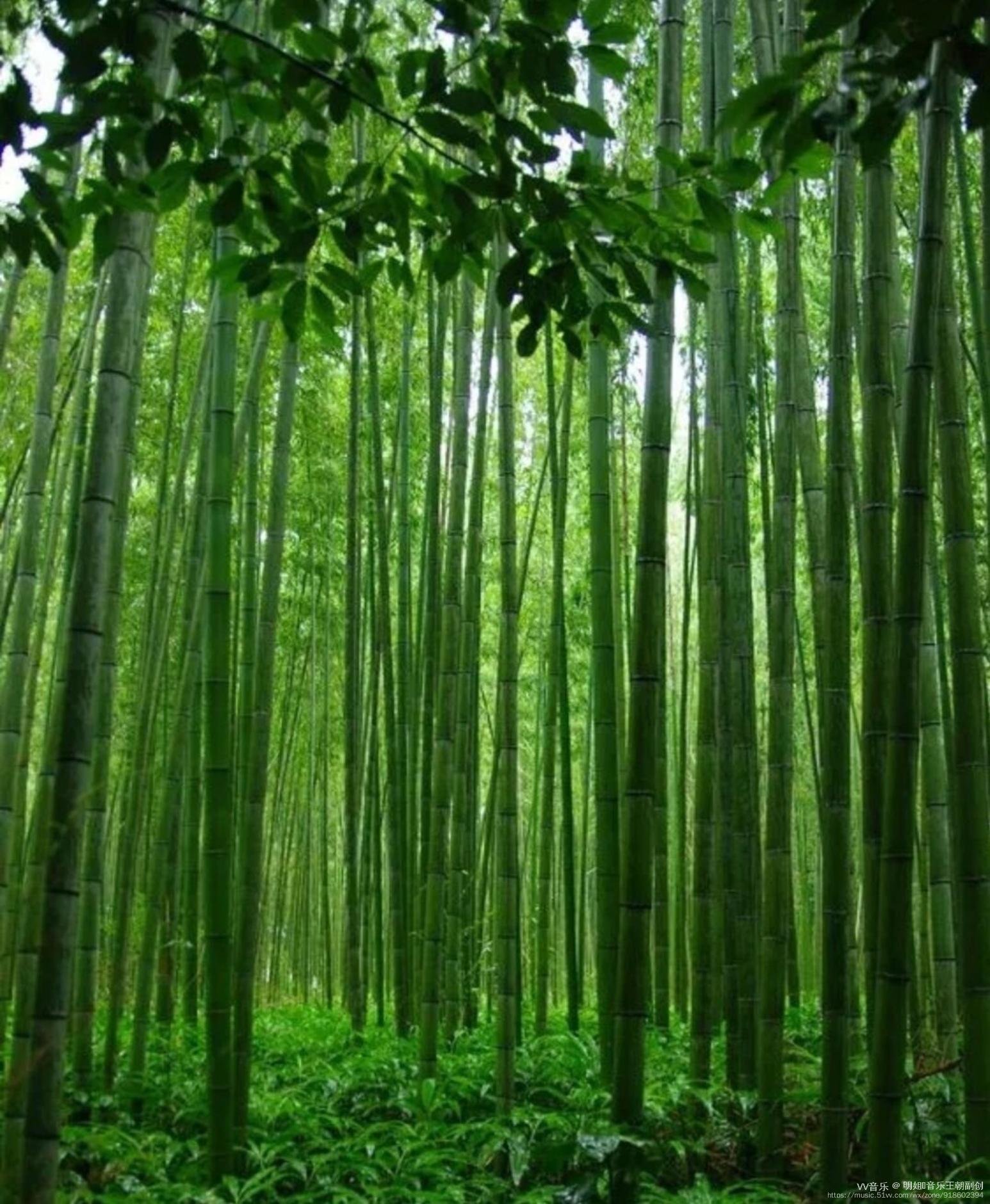 竹子在阳光照耀下