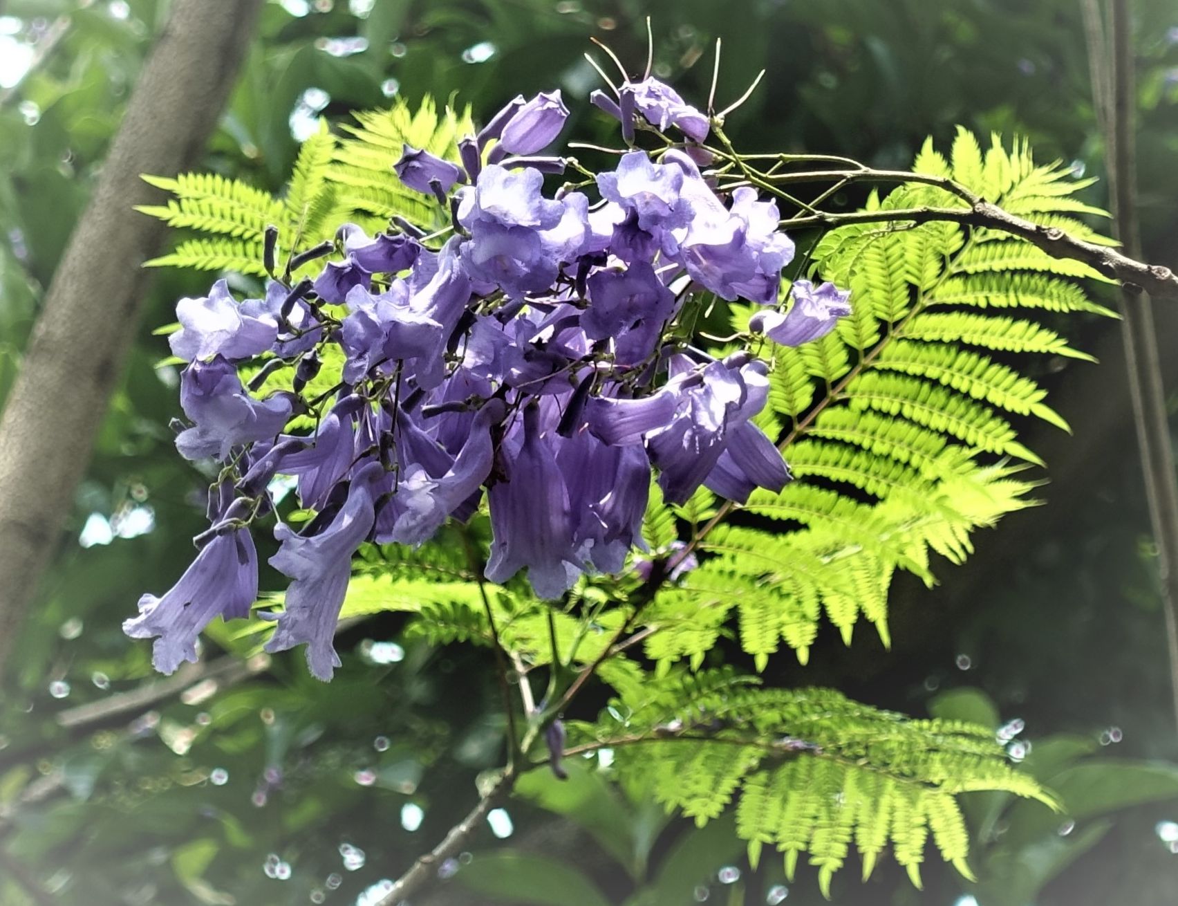 【首发】蓝花楹