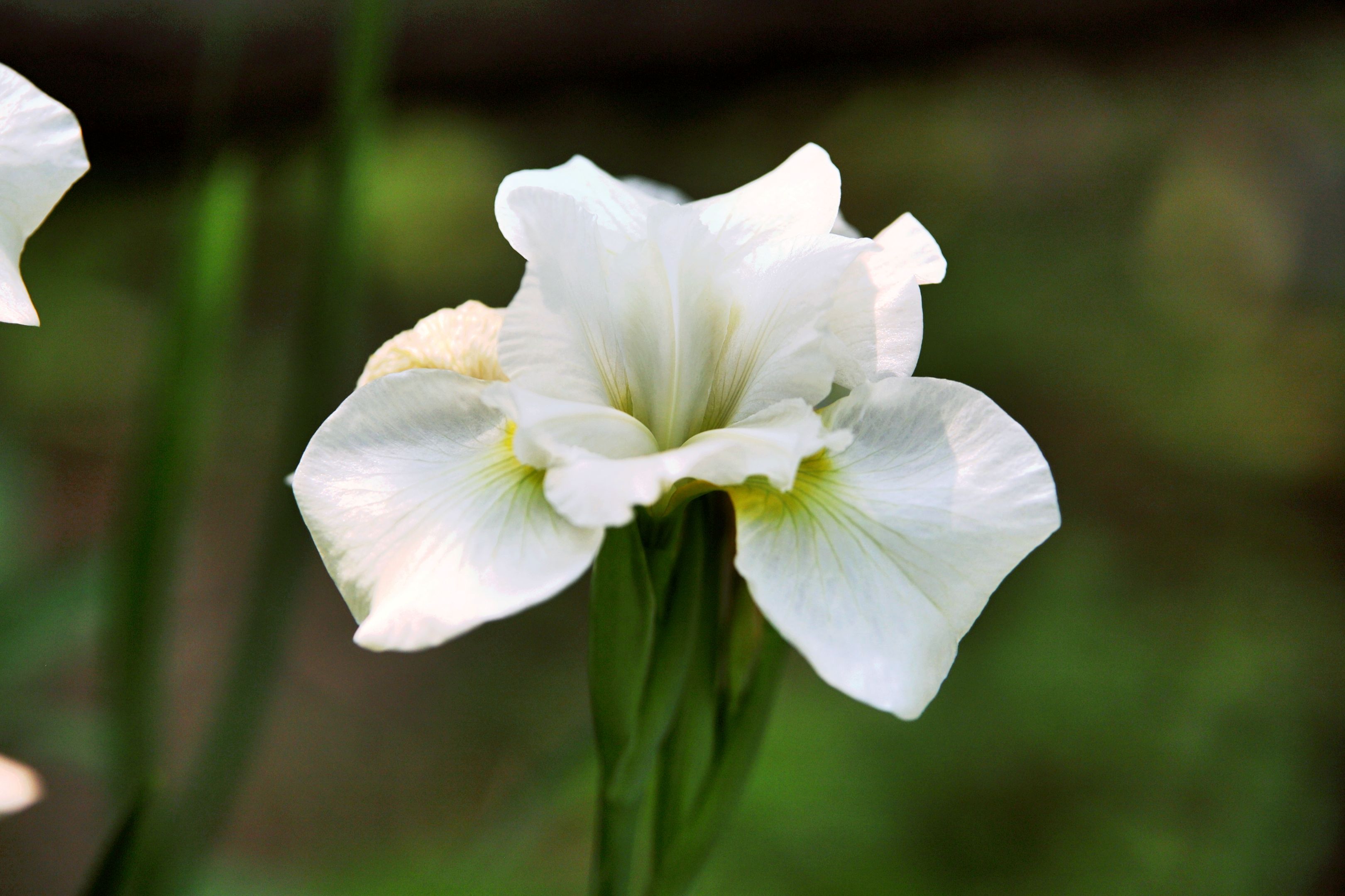 【首发】白色花菖蒲