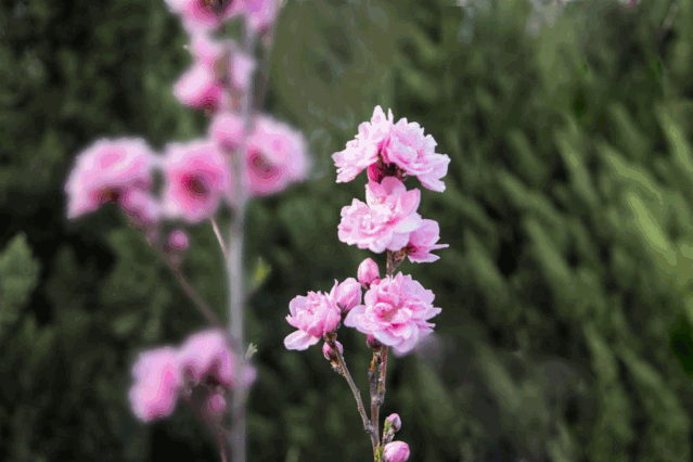 【诗情画意文学社】诗词精选第六十二期