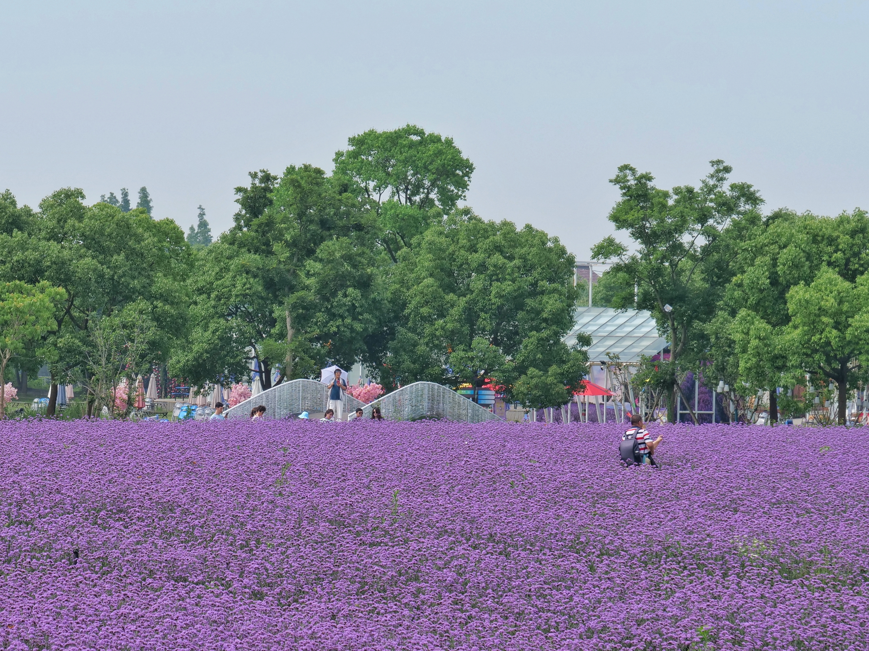 2021上海寻梦源首届薰衣草文化节