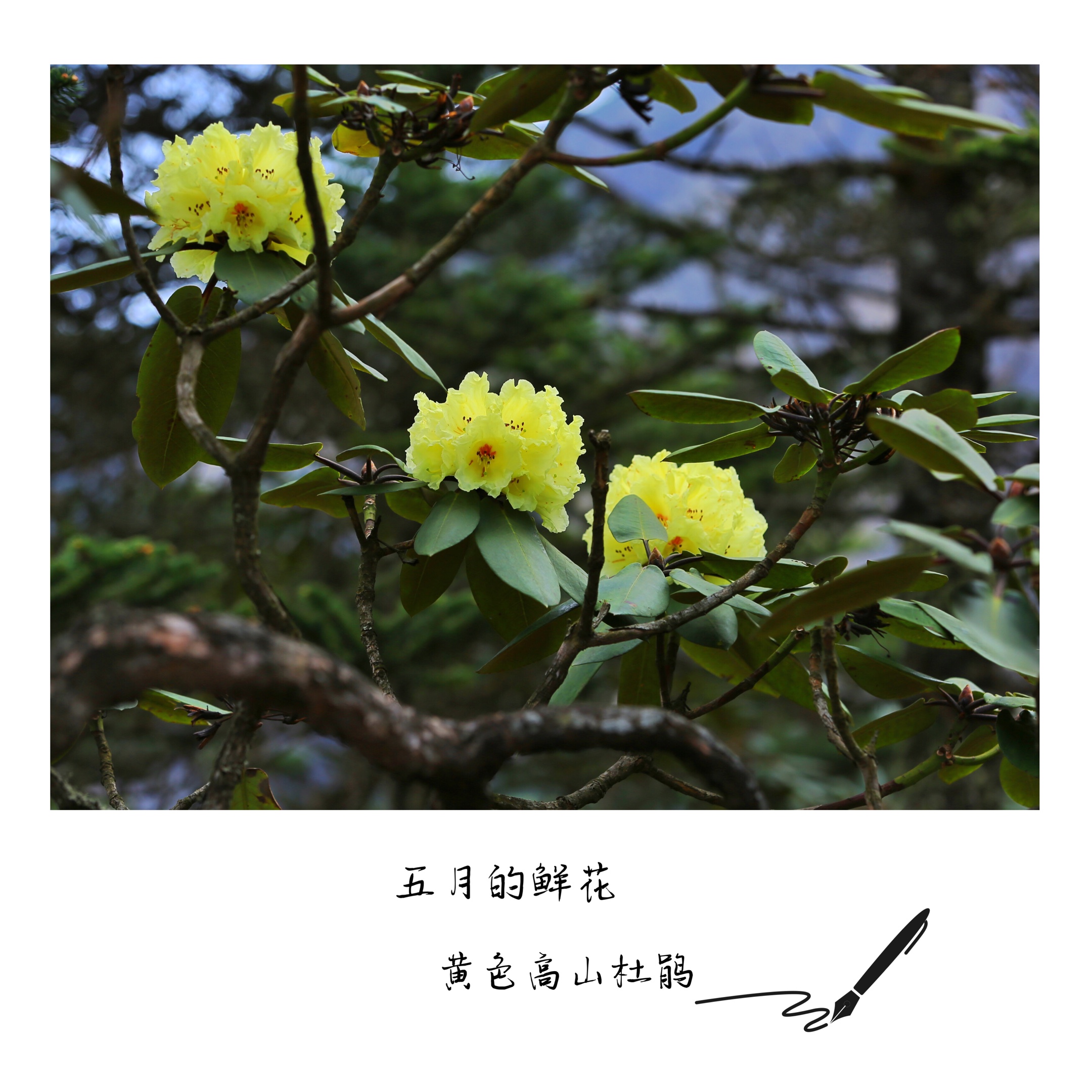 黄色高山杜鹃花