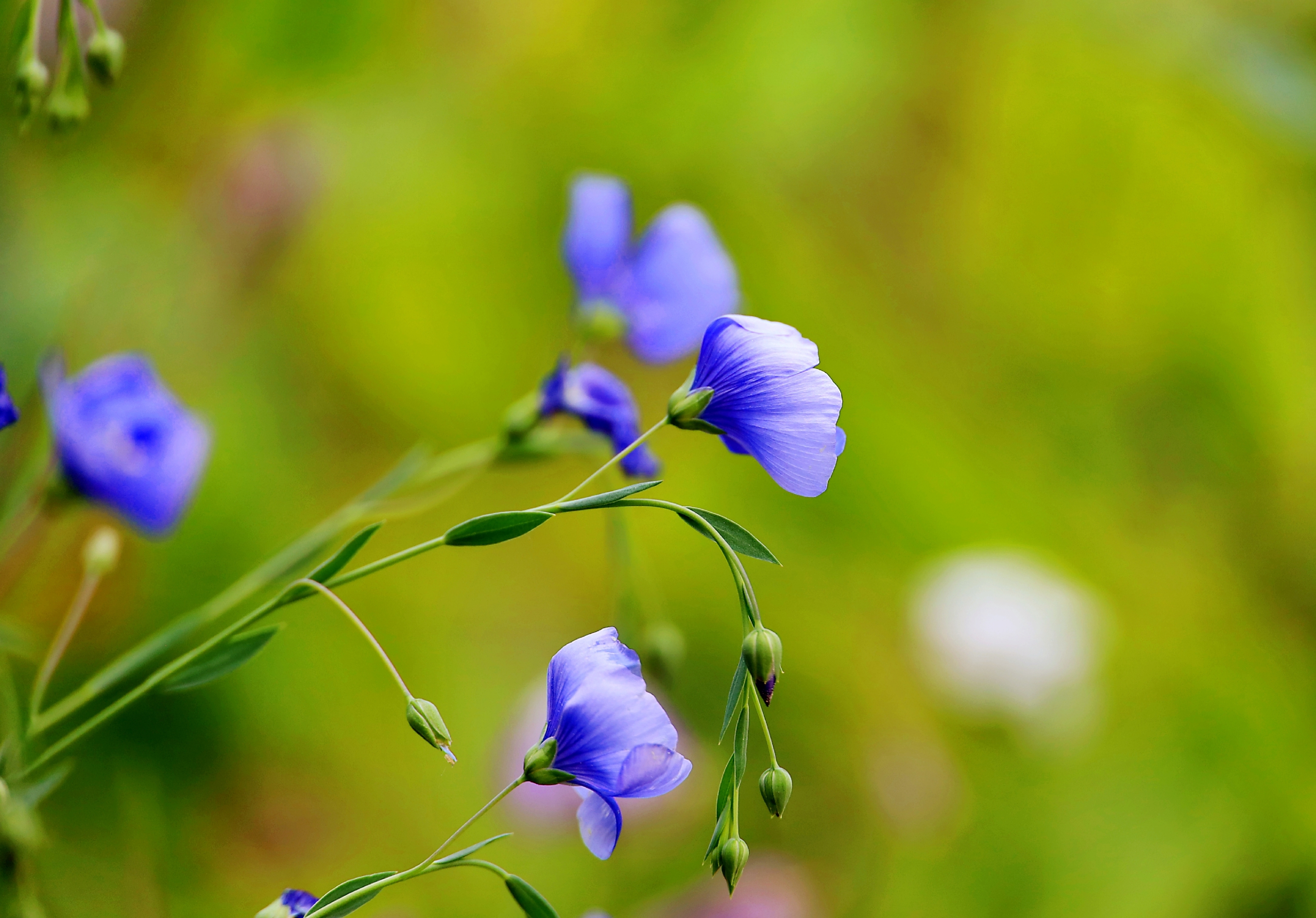 【首发】蓝花亚麻(1)