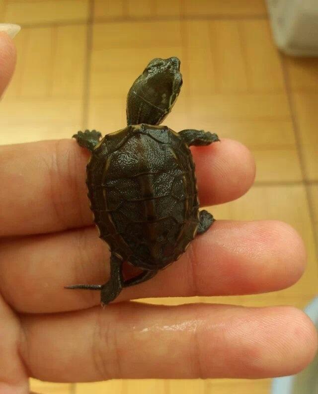 【首发】小乌龟