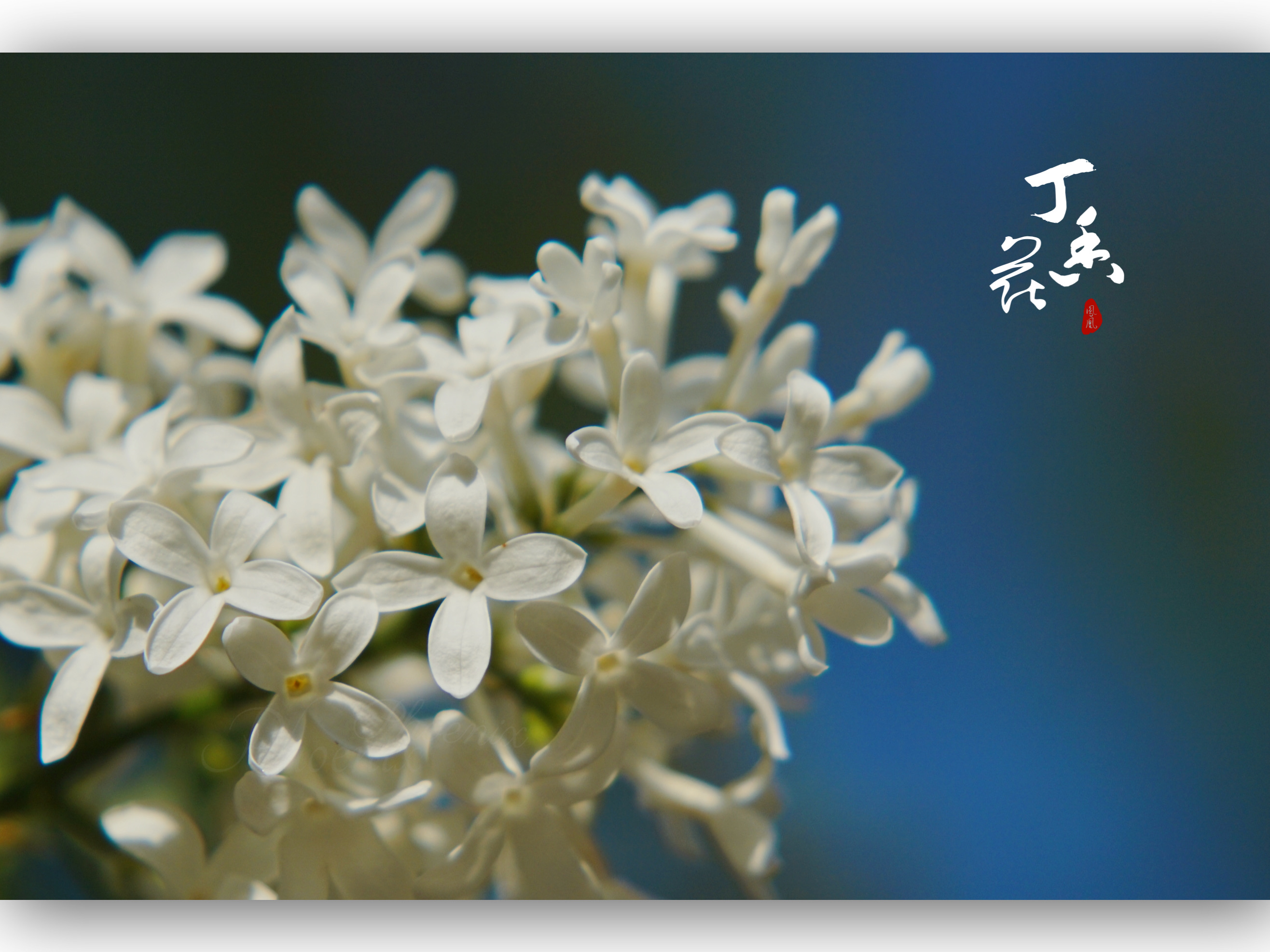 白色丁香花,纯洁无暇