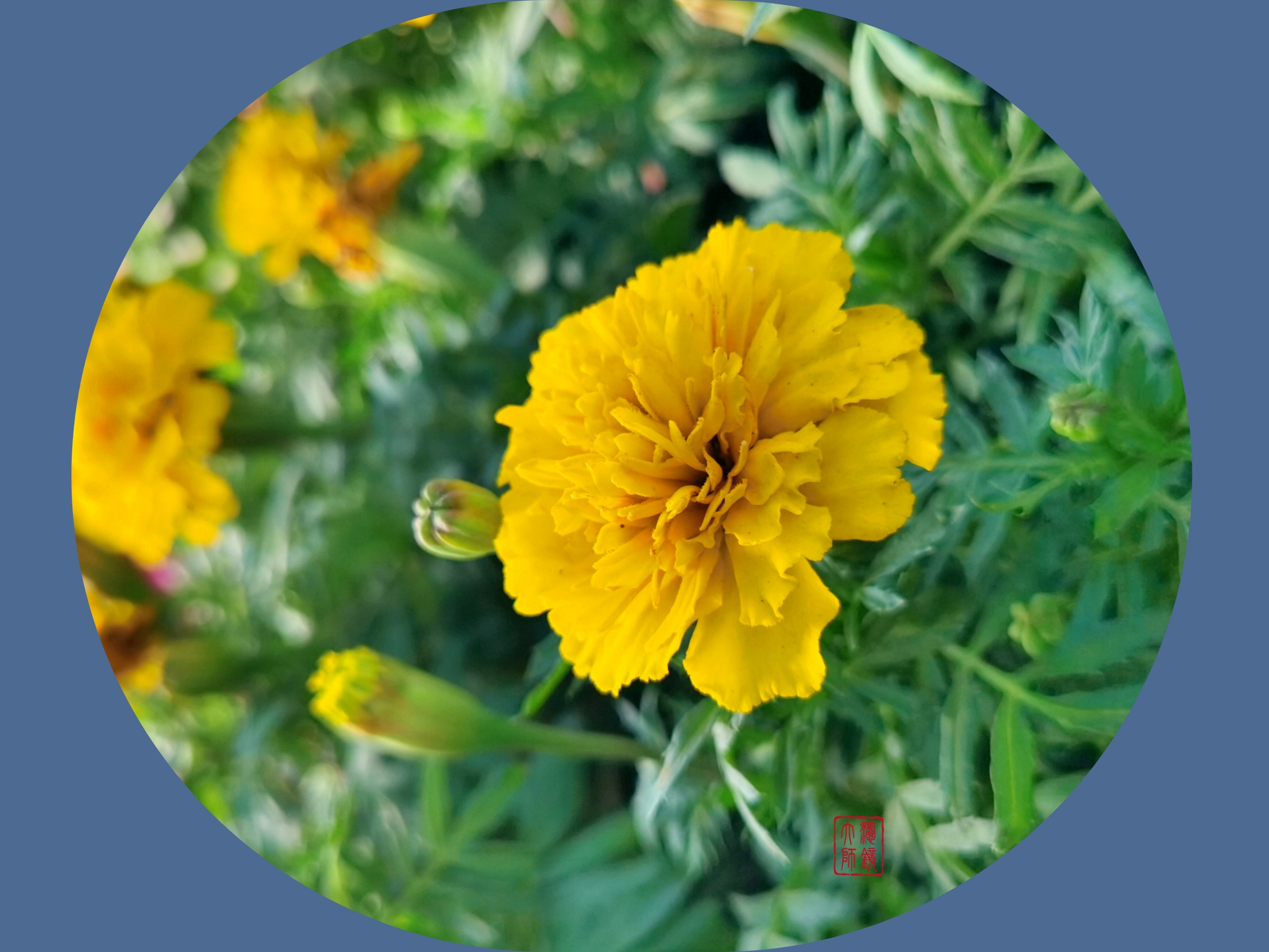 万寿菊(tagetes erecta l)为菊科万寿菊属一年生草本植物,茎直立