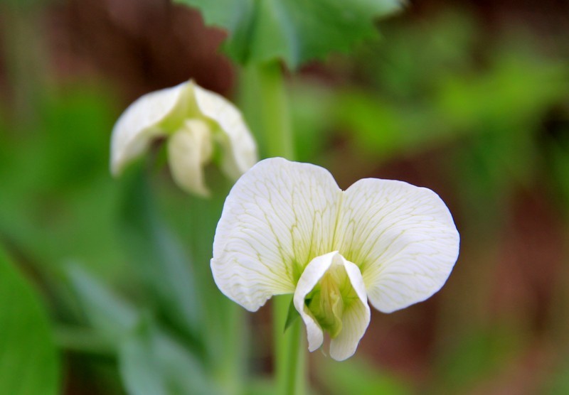 豌豆花