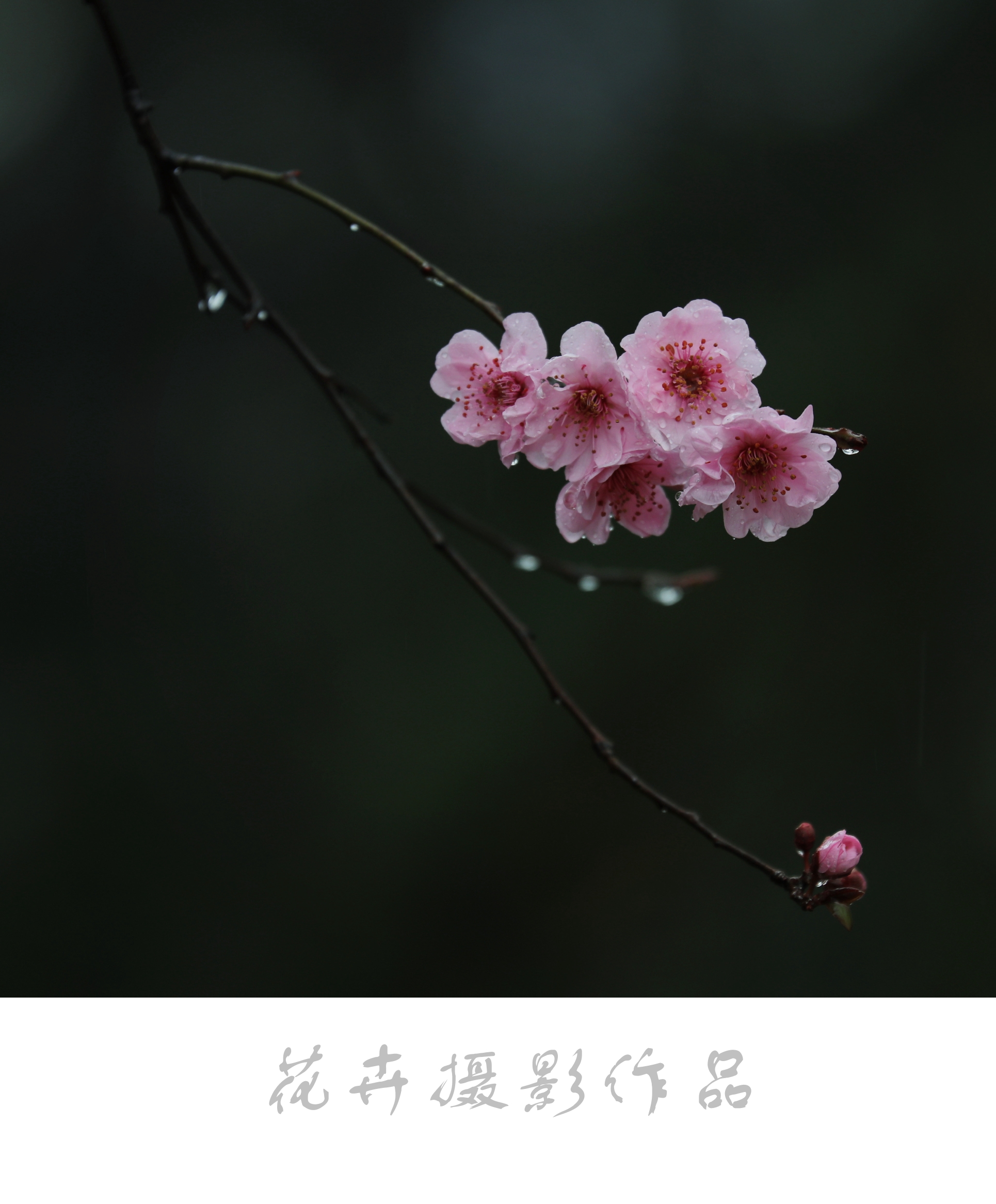 美人梅