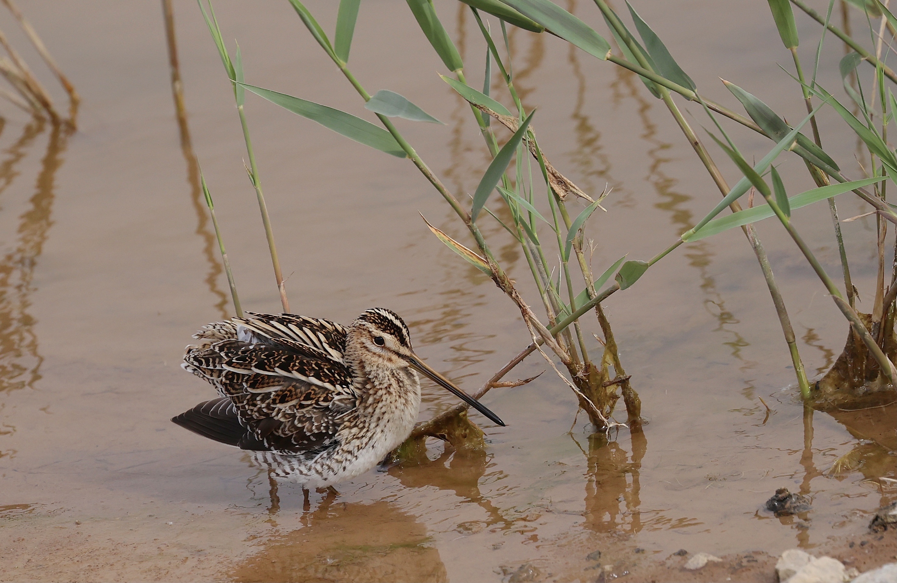 common snipe,学名:gallinago gallinago),是鸻形目丘鹬科沙锥属的