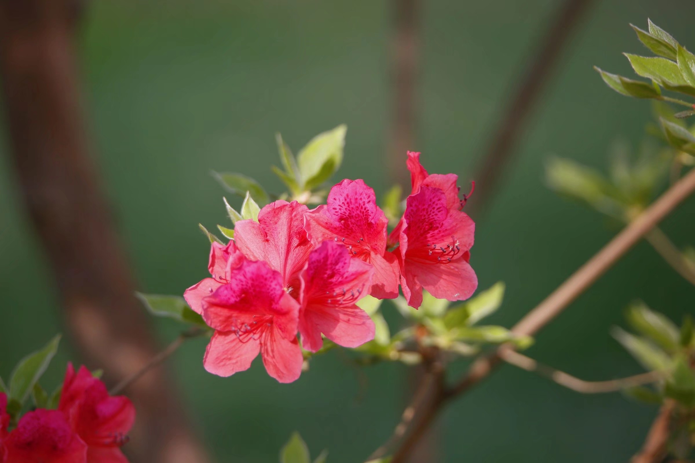 杜鹃花