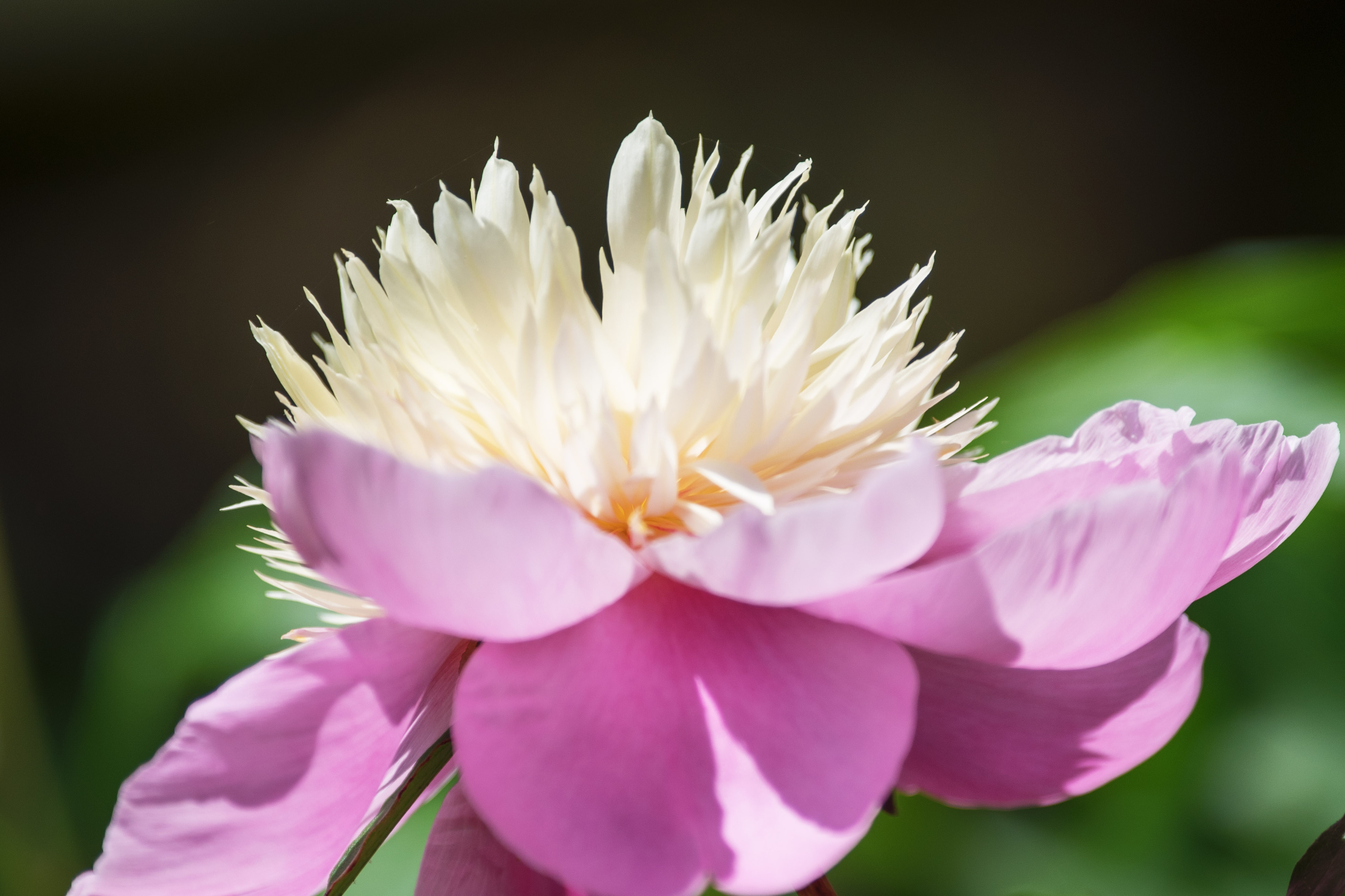 (首发)莲台芍药花