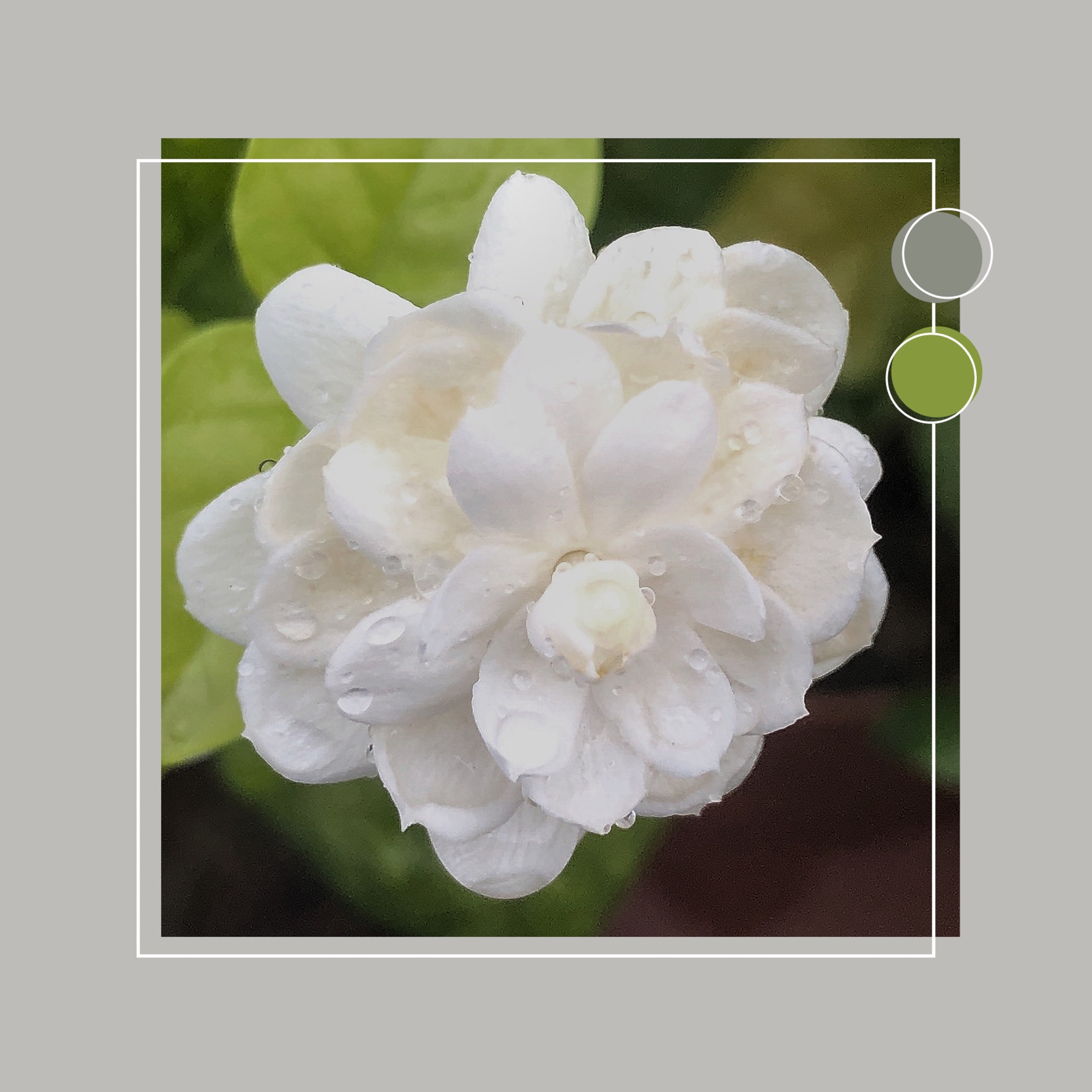 茉莉花