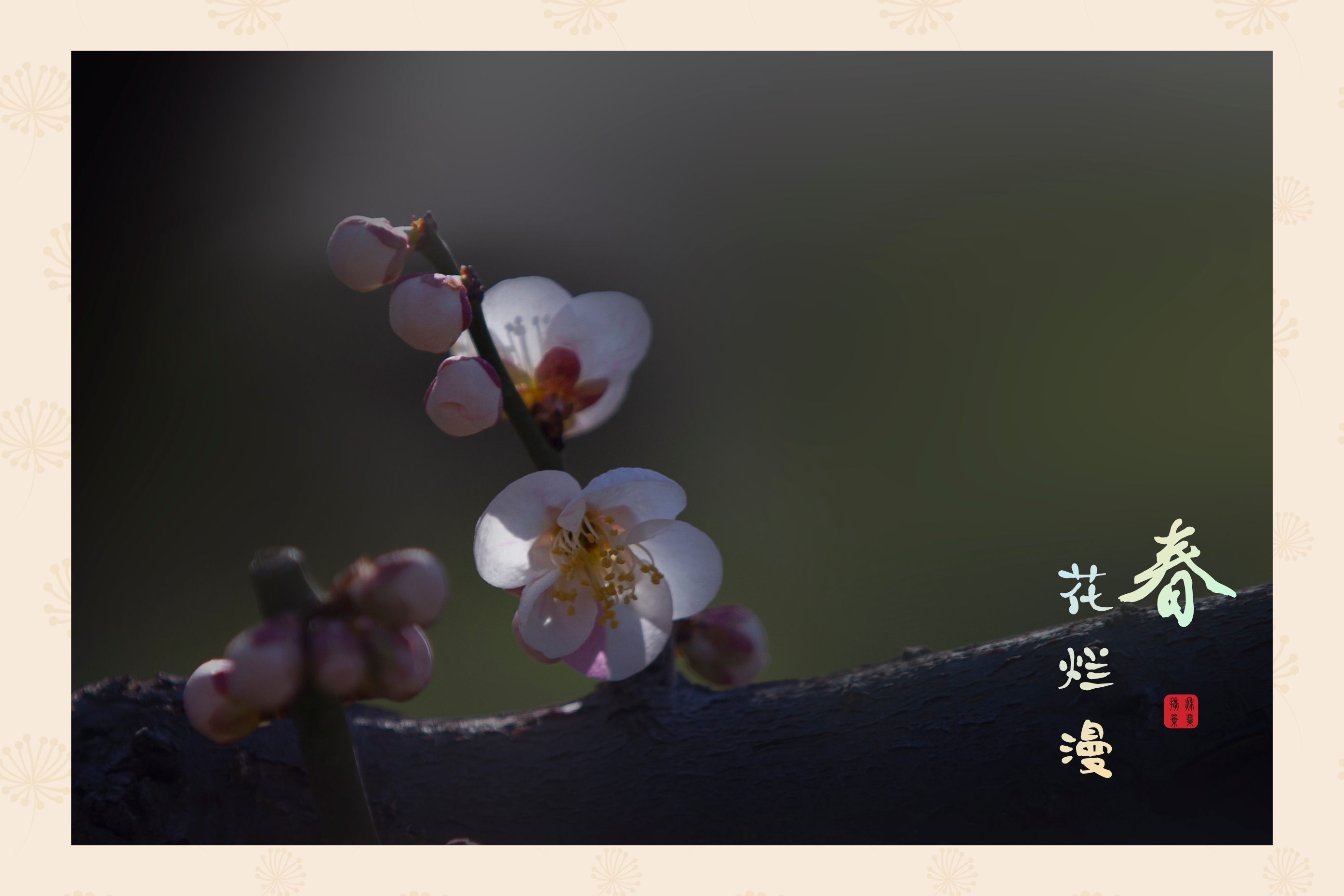 【首发】又是一年春花烂漫时