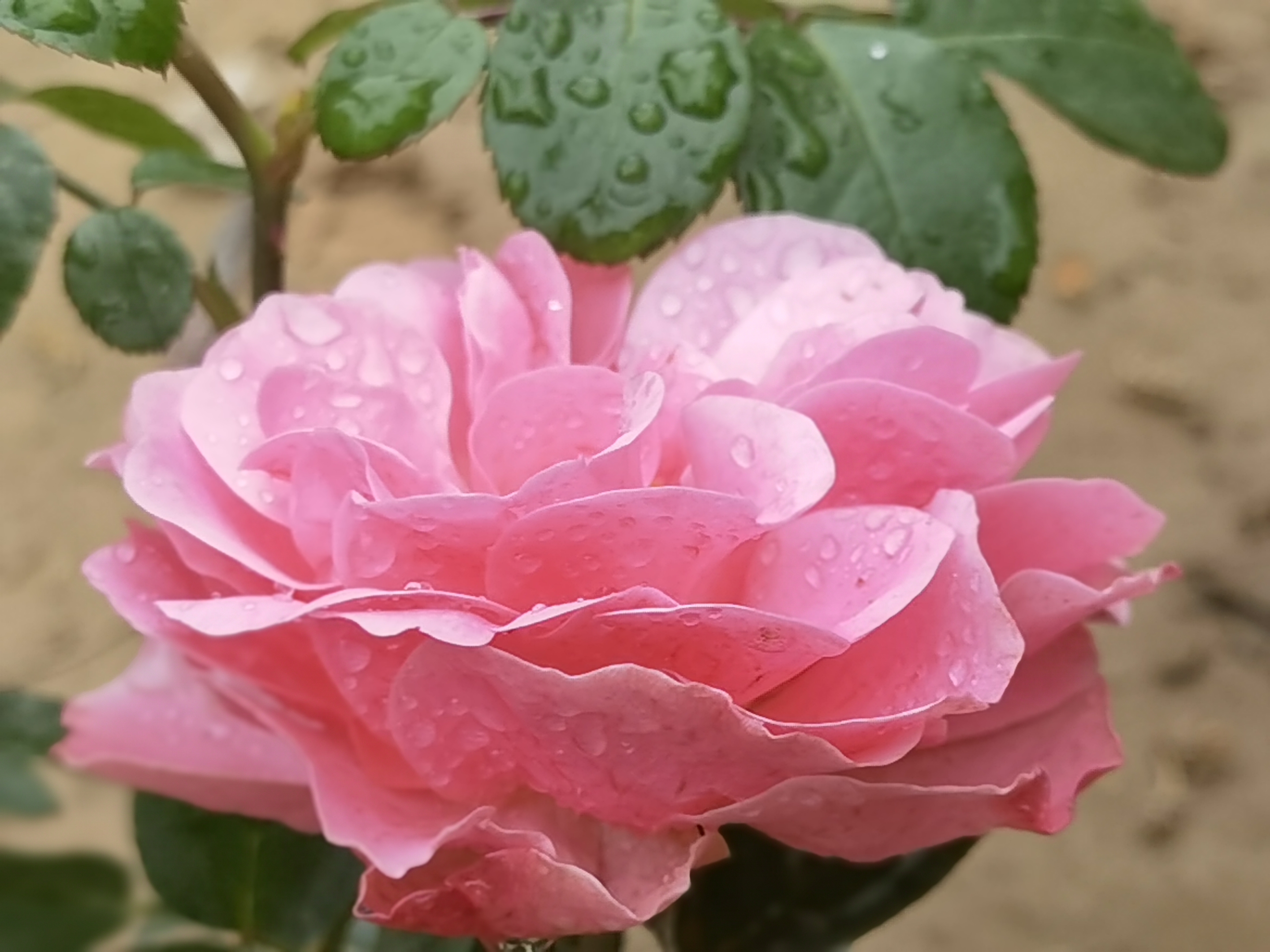【首发】雨中收获——占满水珠的多色月季花