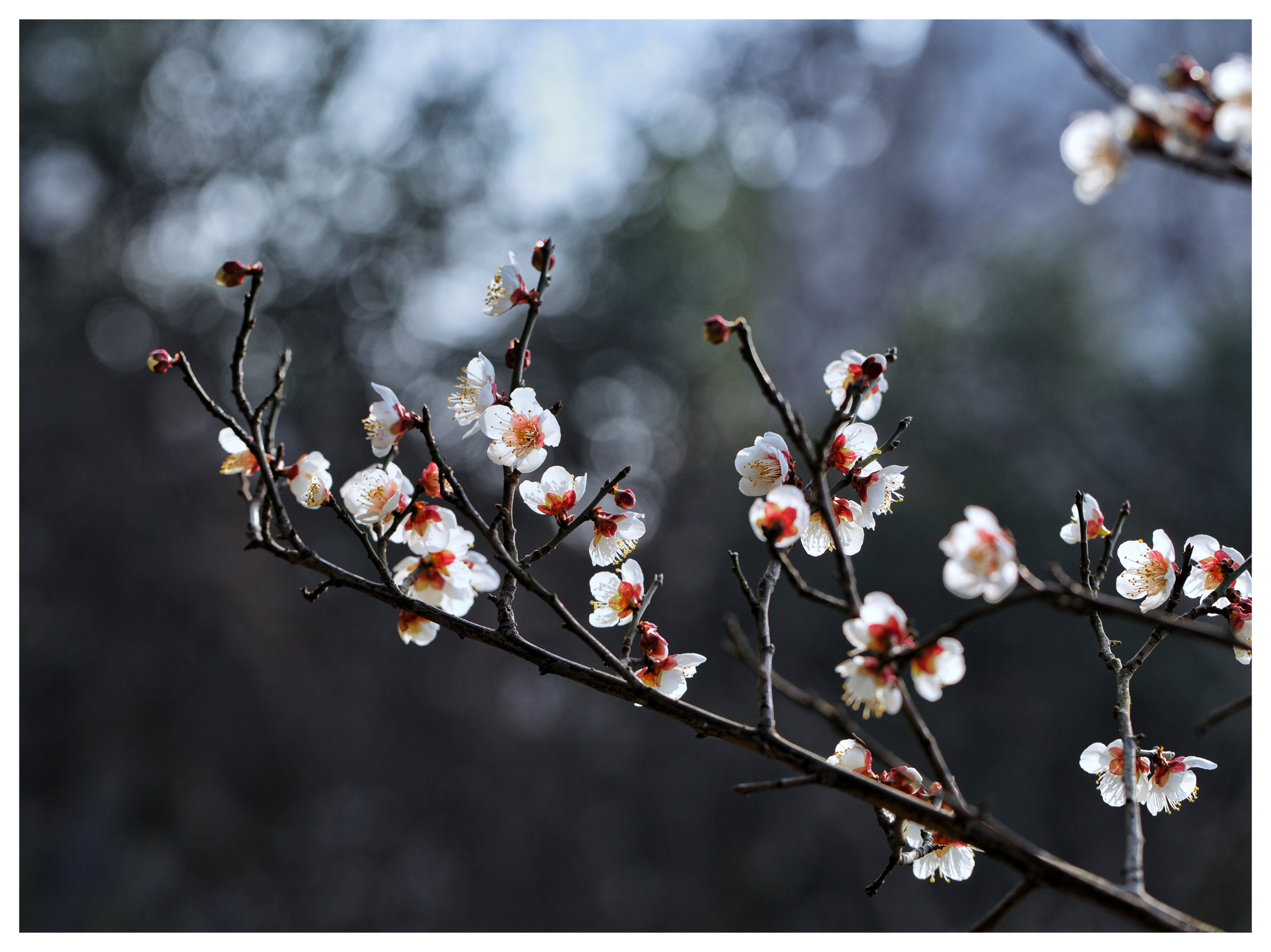 白梅花:疑是冬雪尚未消