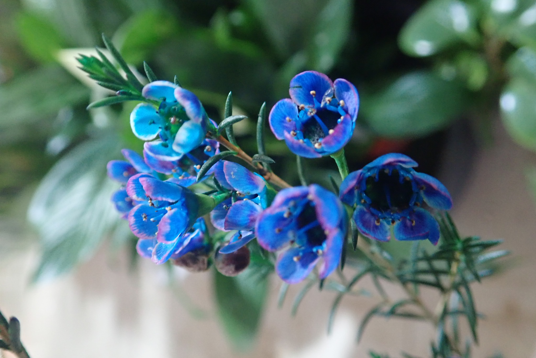 蜡花叶似松针,四季长青,其花似梅花,花型呈漂亮梅花状,花瓣蜡质有