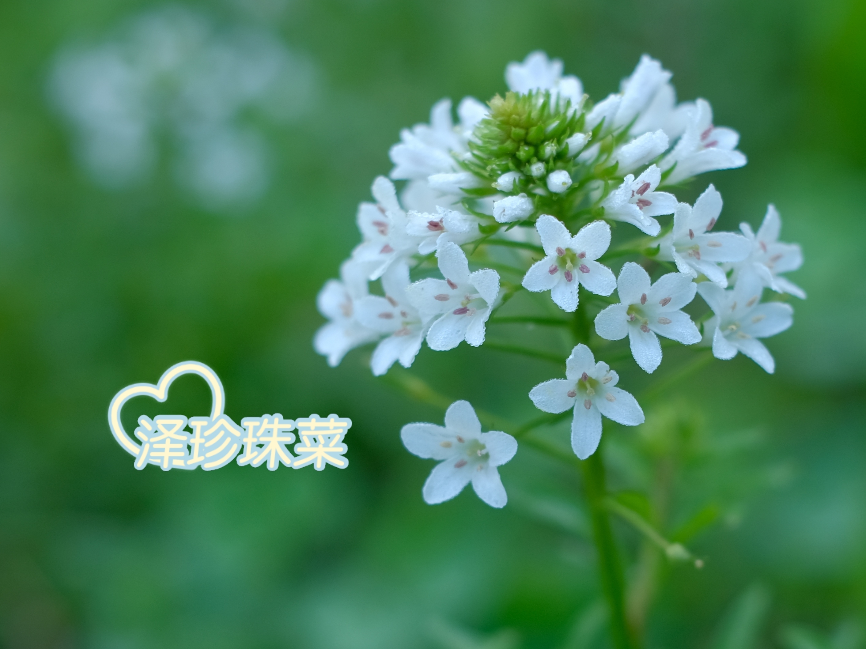 繁星点点*泽珍珠菜